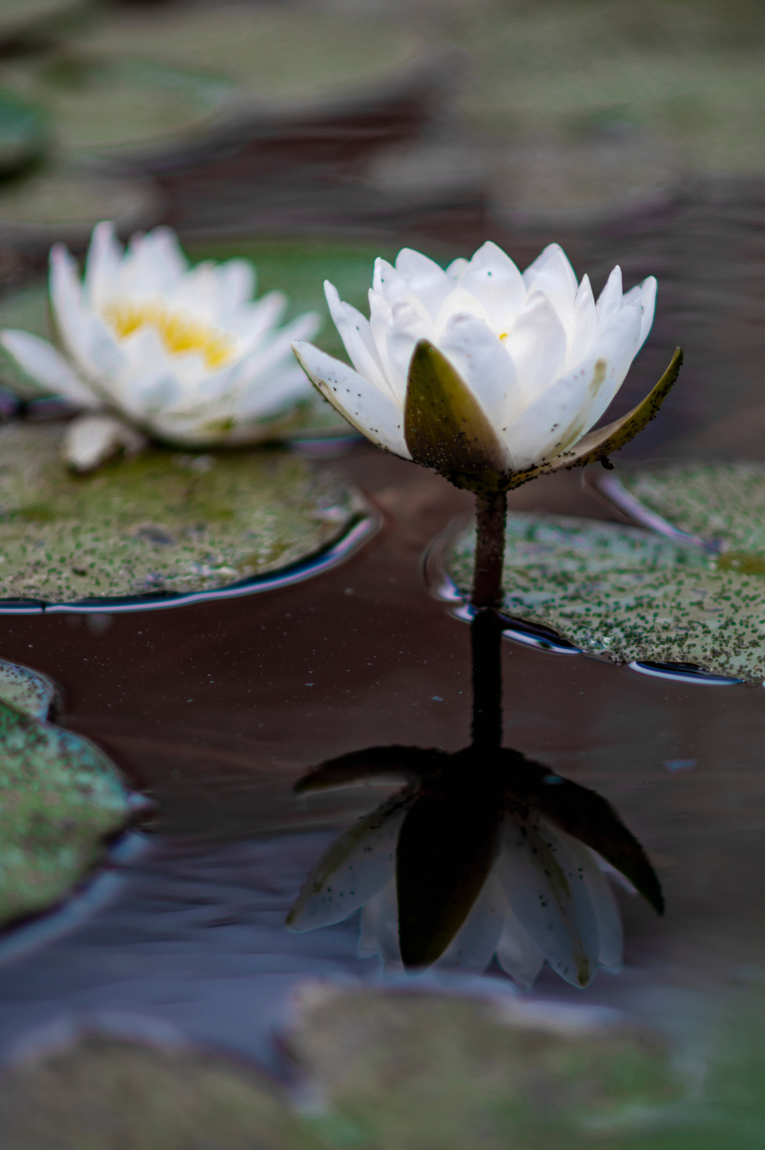 Муром. Сентябрь 2022. Фотограф Роман Адлер