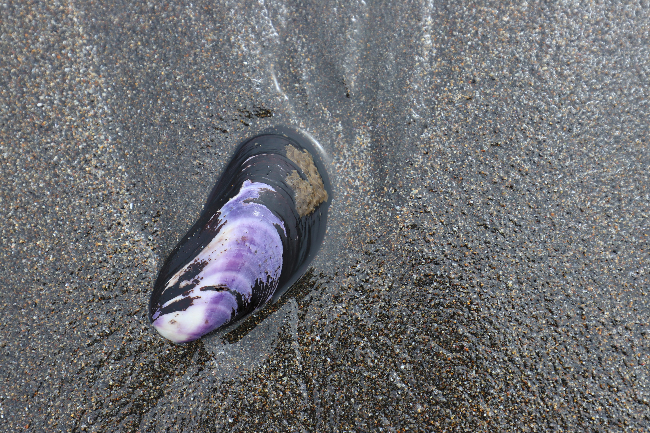 Камчатка и о. Парамушир. Июль 2024. Путешественник-фотограф из Санкт-Петербурга Татьяна Свистулина