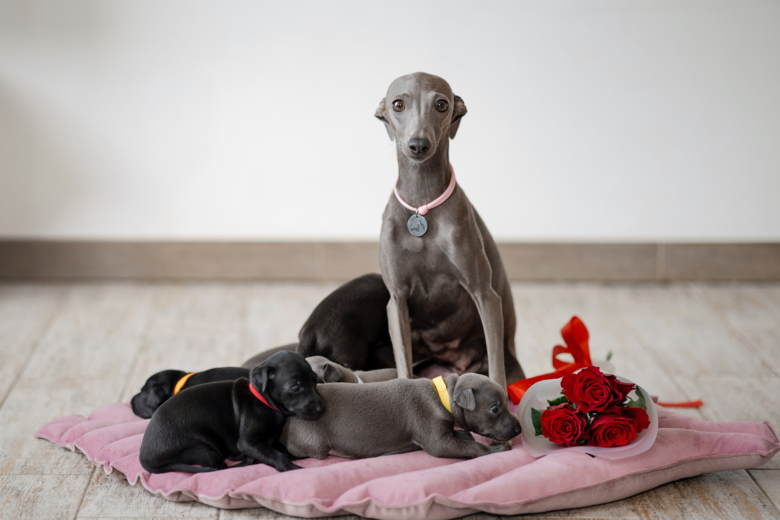 Профессиональный питомник левреток РКФ/FCI ASTI SAPPHIRE 💎 Сочи|Санкт-Петербург