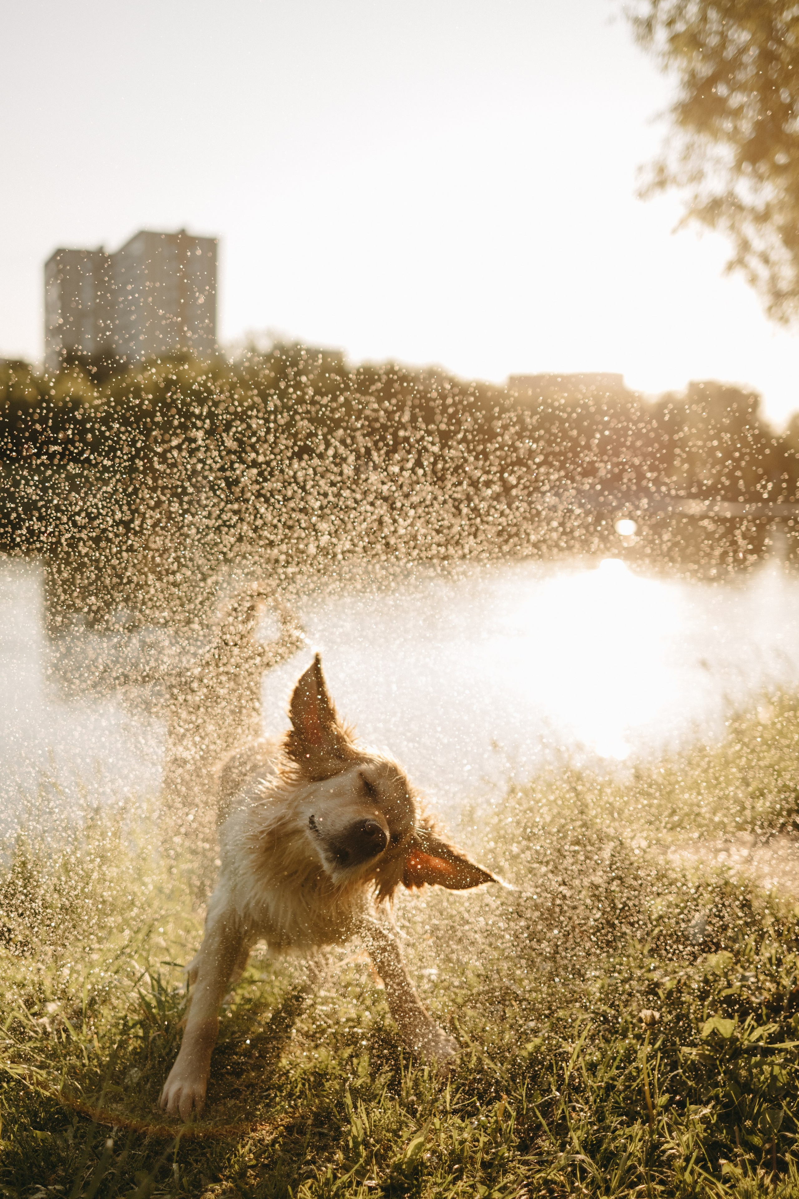 Пенни и ребята. Фотограф — Анималист | Санкт-Петербург