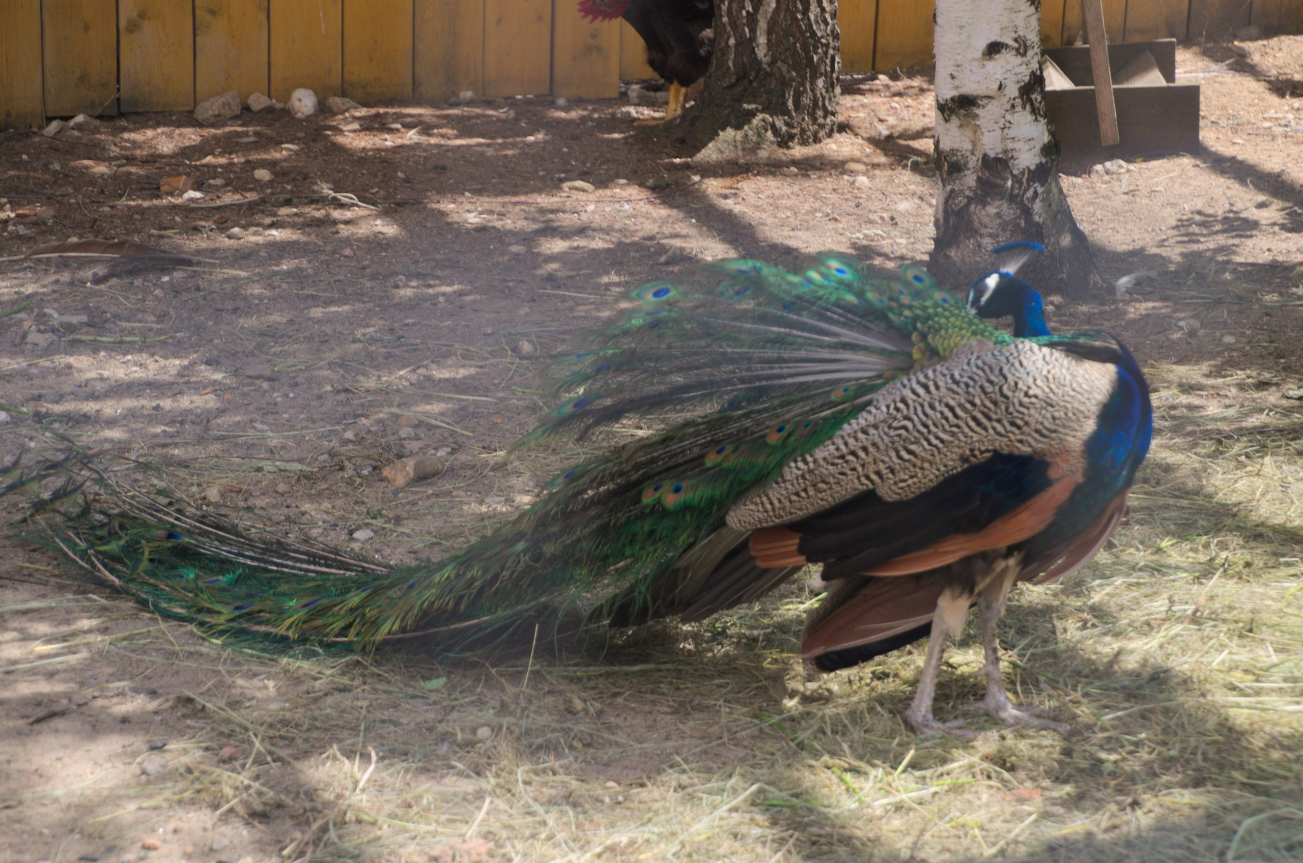 Таруса+Серпухов | 18.06.2017. Галерея Фантим