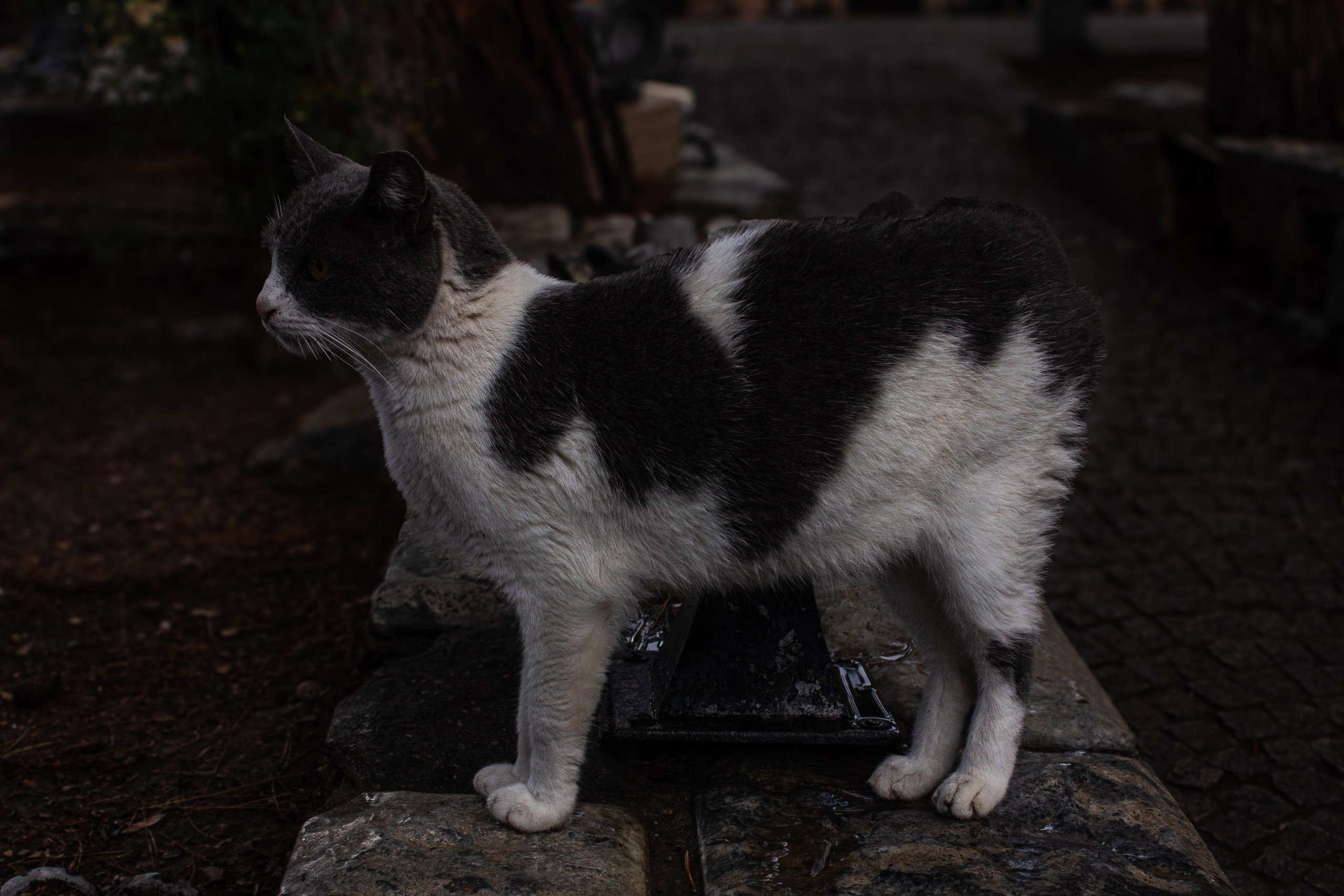 Животные. Фотограф Москва, портрет, стрит, репортаж. Художественная фотосессия