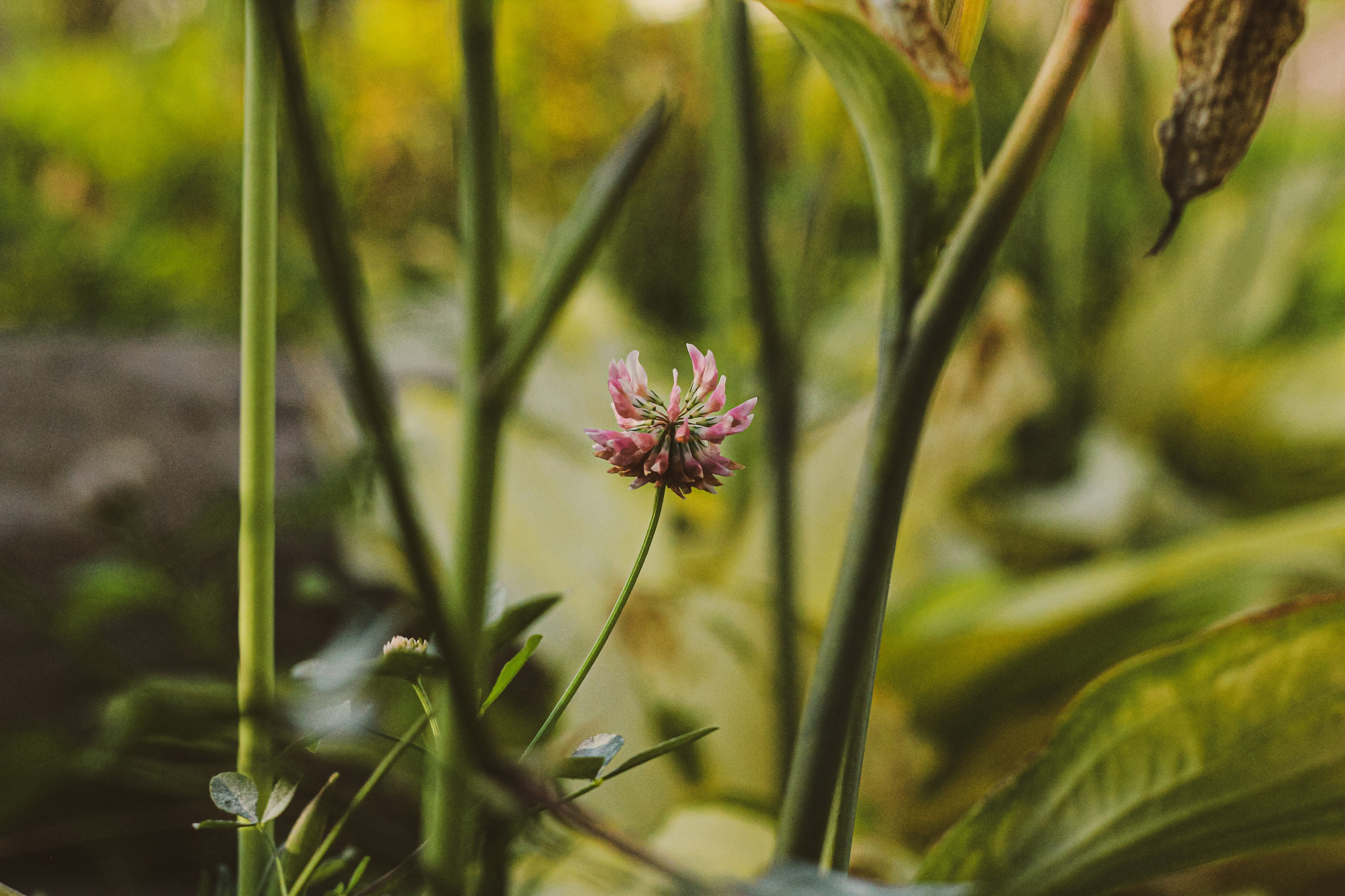 Парк у дома. Фотограф Москва, портрет, стрит, репортаж. Художественная фотосессия