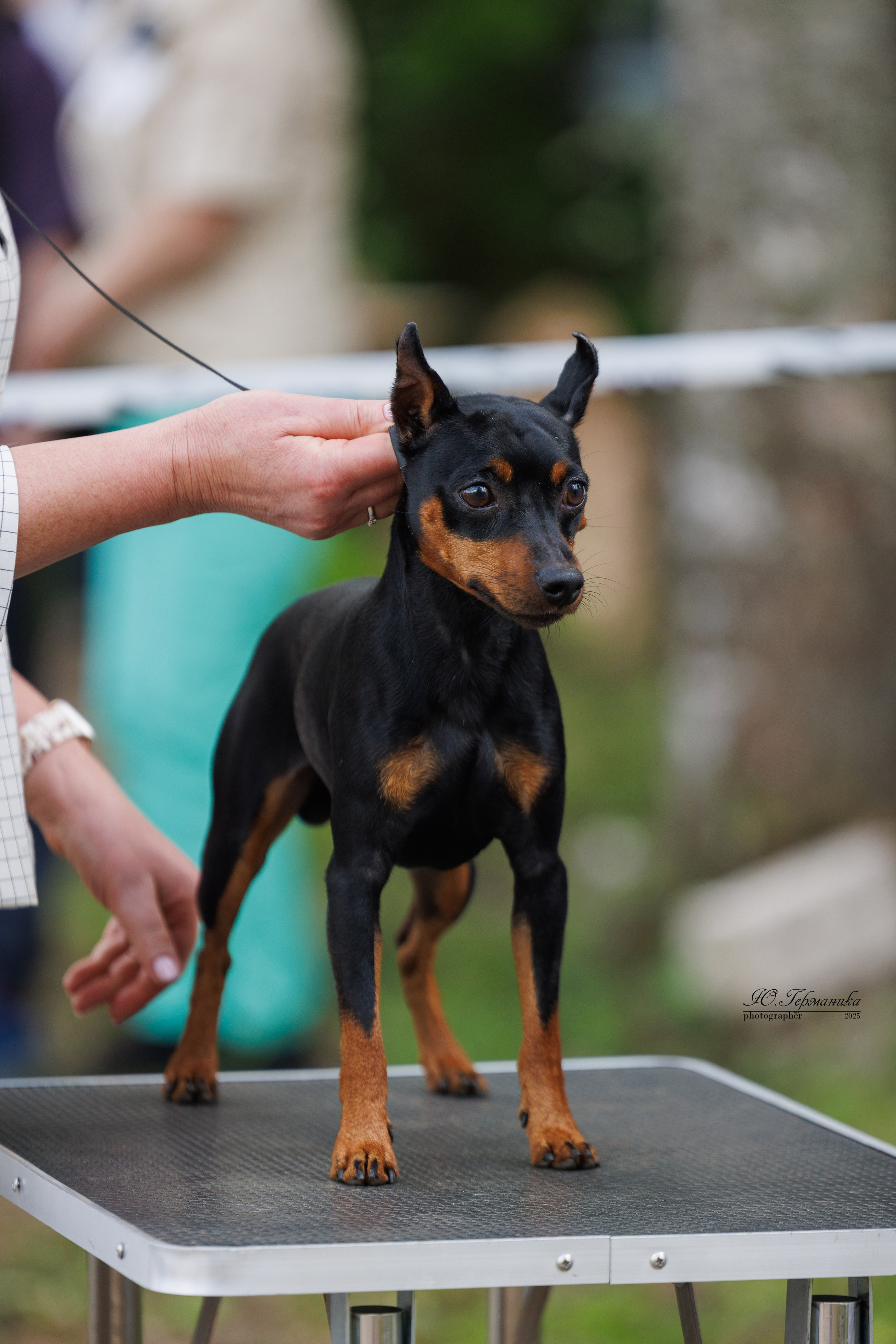 Тверь 24.05.2025. Фотограф-анималист Юлия Германика