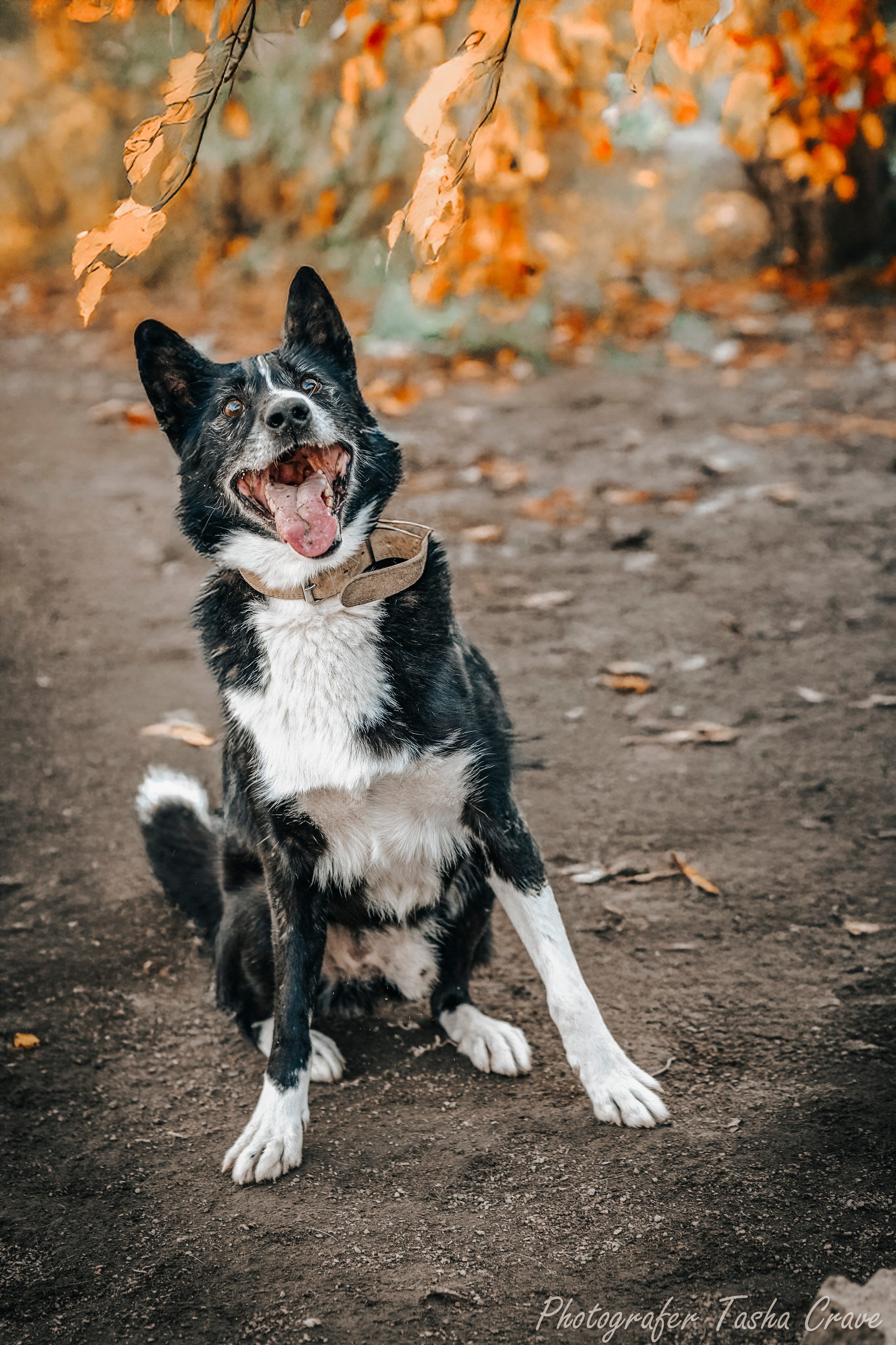 Приют для собак. Фотограф анималист в Санкт-Петербурге Таша Крейв