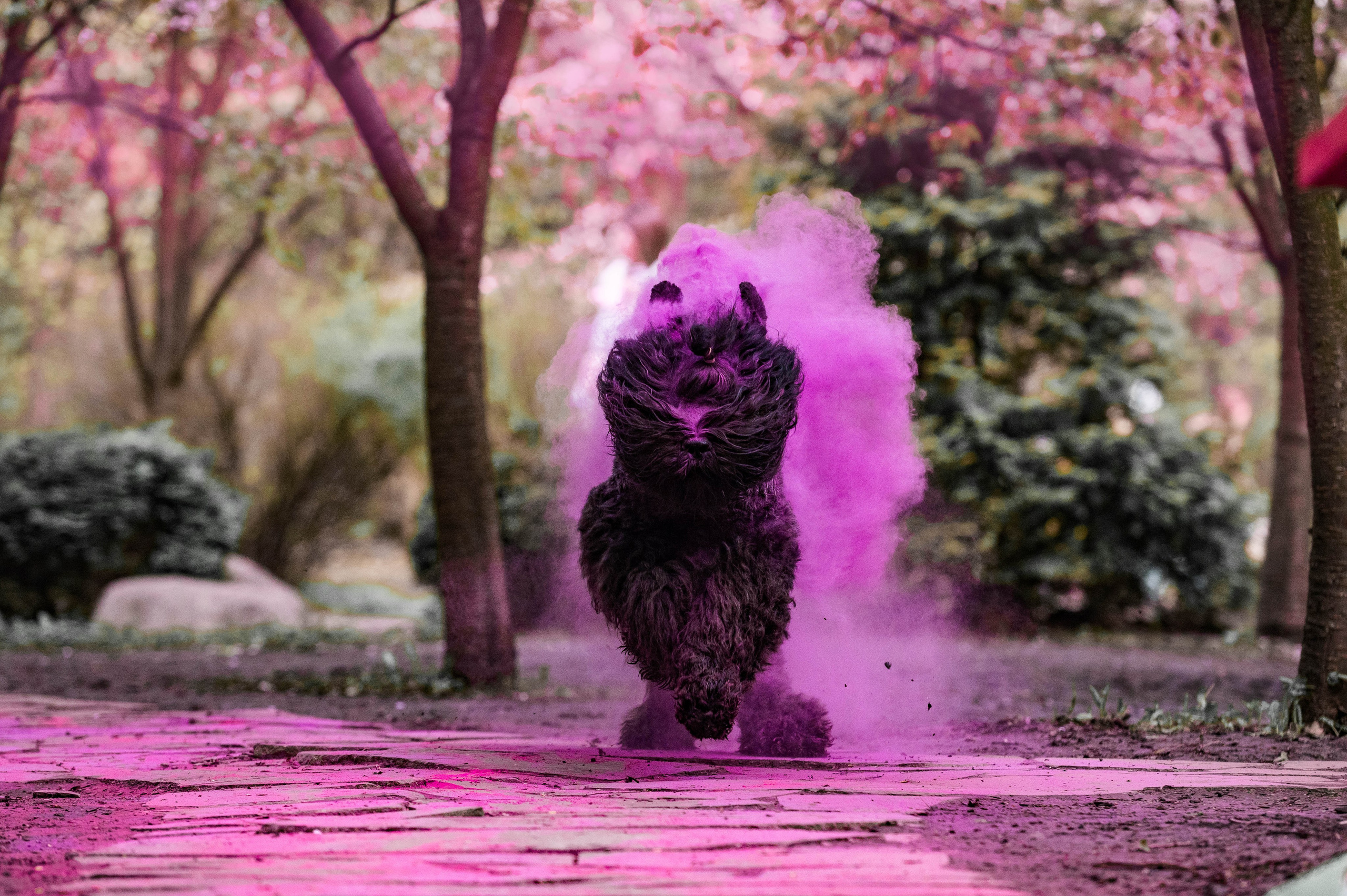 Черныши, сакура и краски холи. Фотограф-анималист