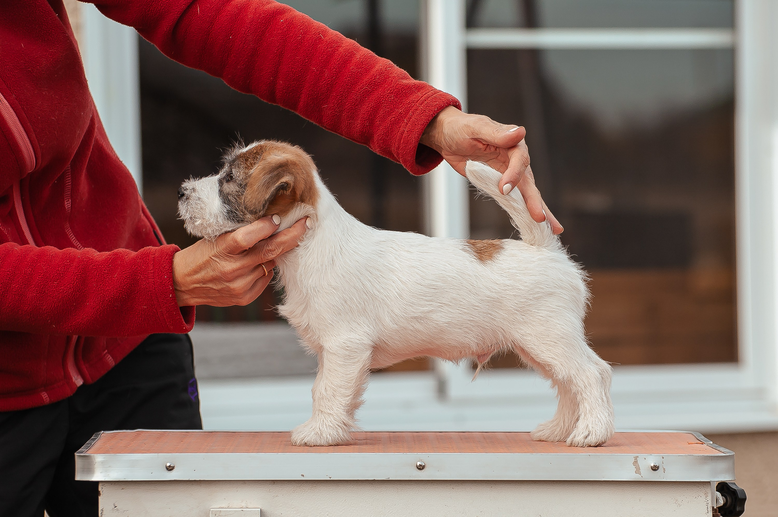 Щенок кобель ДРТ. КАНЕ МАЭСТРО — питомник Джек рассел терьеров
