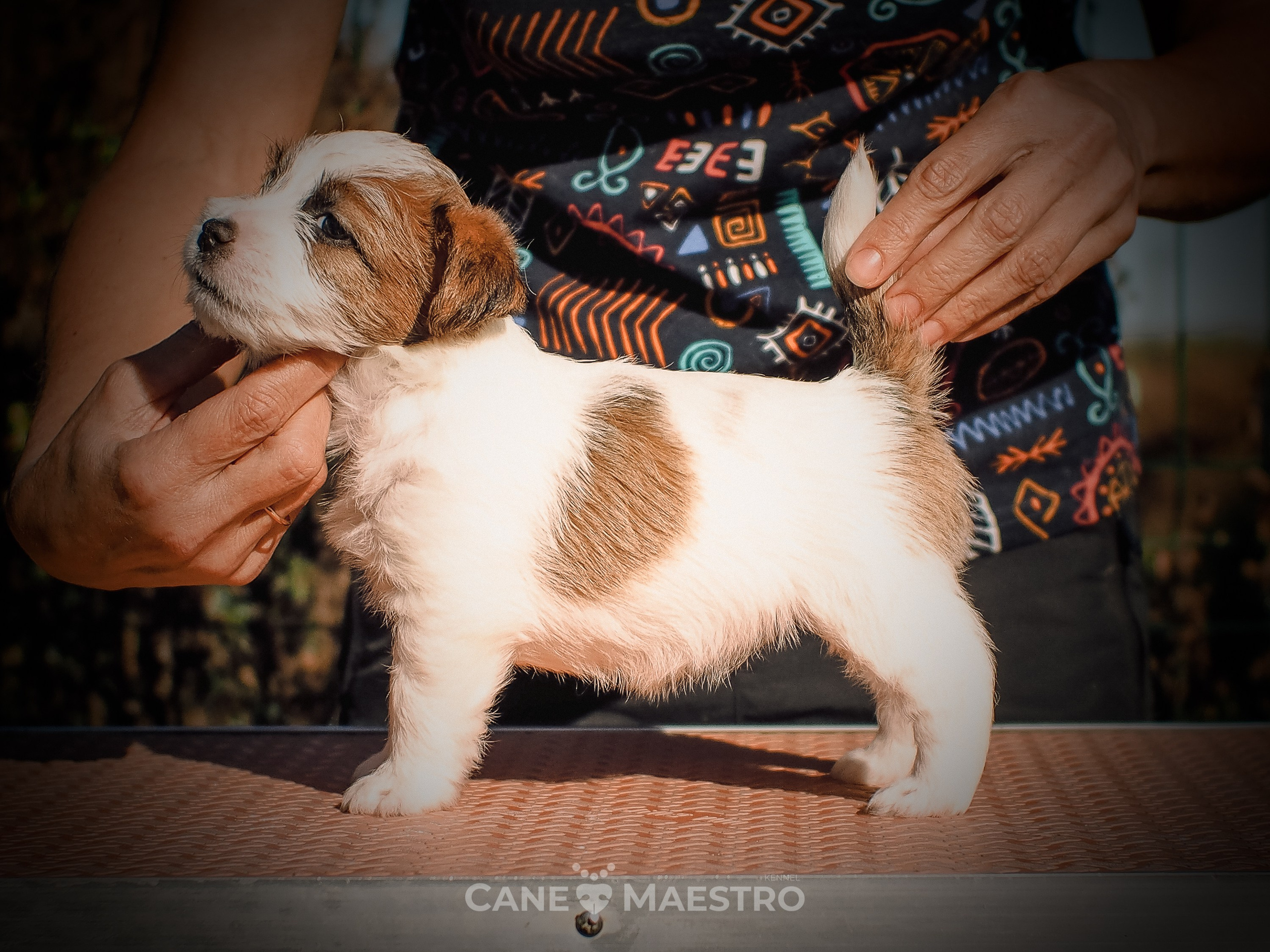 Сука2_БР_27_08_25. CANE MAESTRO — kennel Jack Russell Terrier