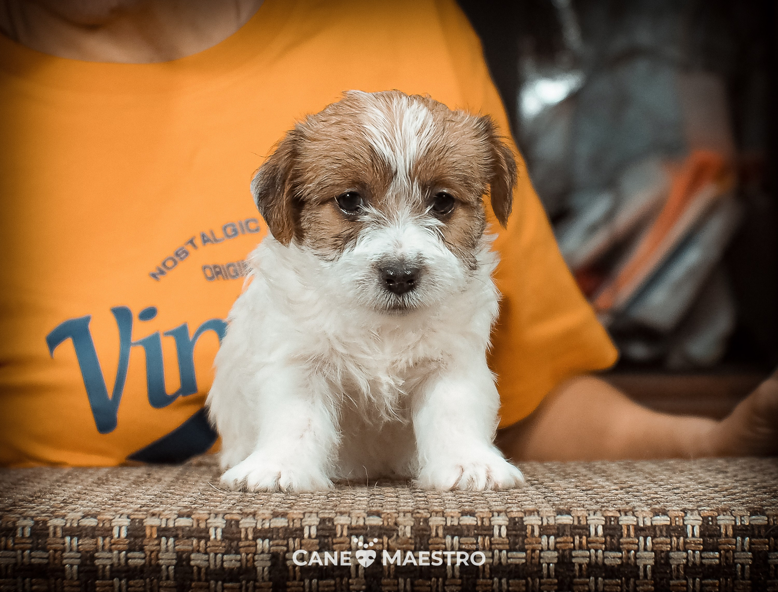 КОБ_2_Б_21_01_25. CANE MAESTRO — kennel Jack Russell Terrier