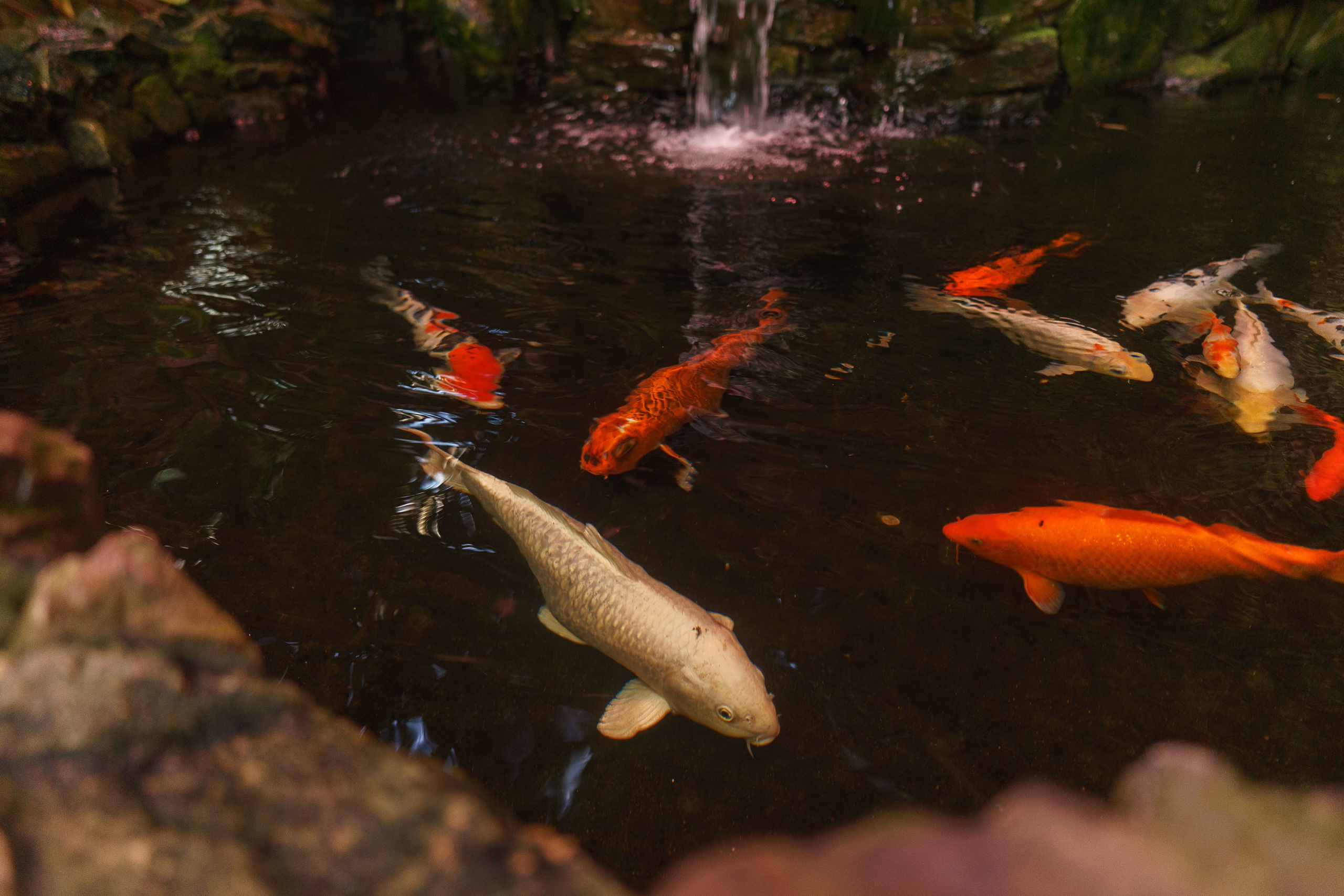 Ботанический сад Уфа. Оранжерея Уфа