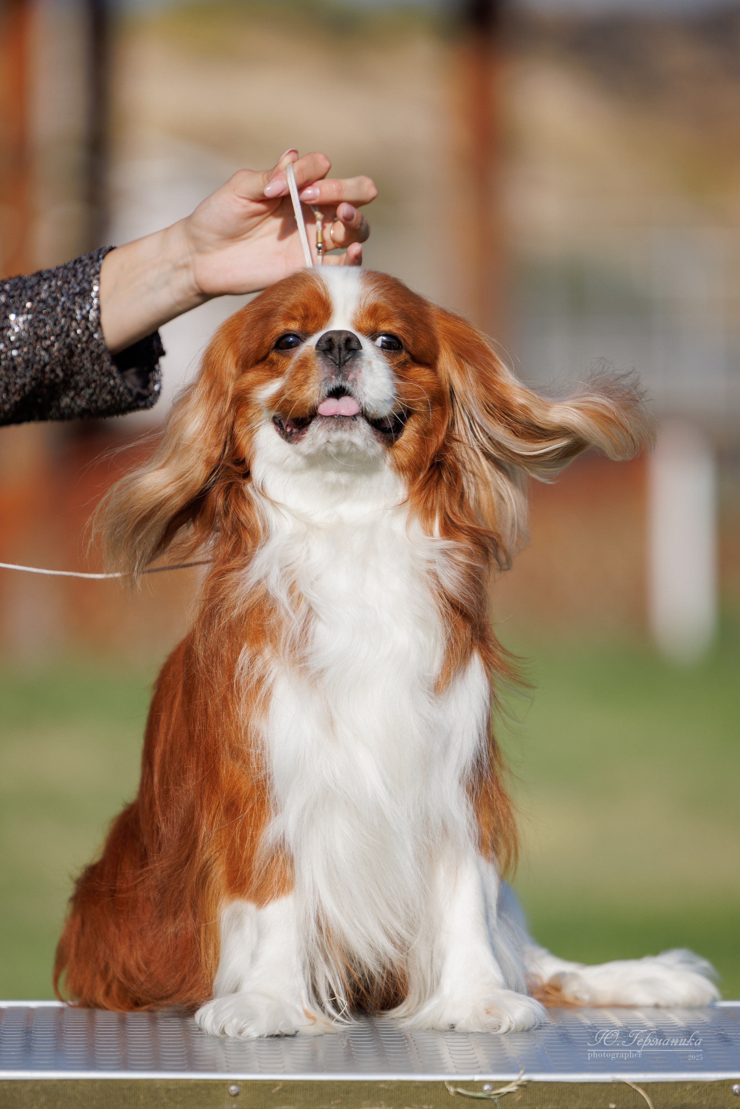 Ереван 3хCACIB 23-25.06.2025. Фотограф-анималист Юлия Германика