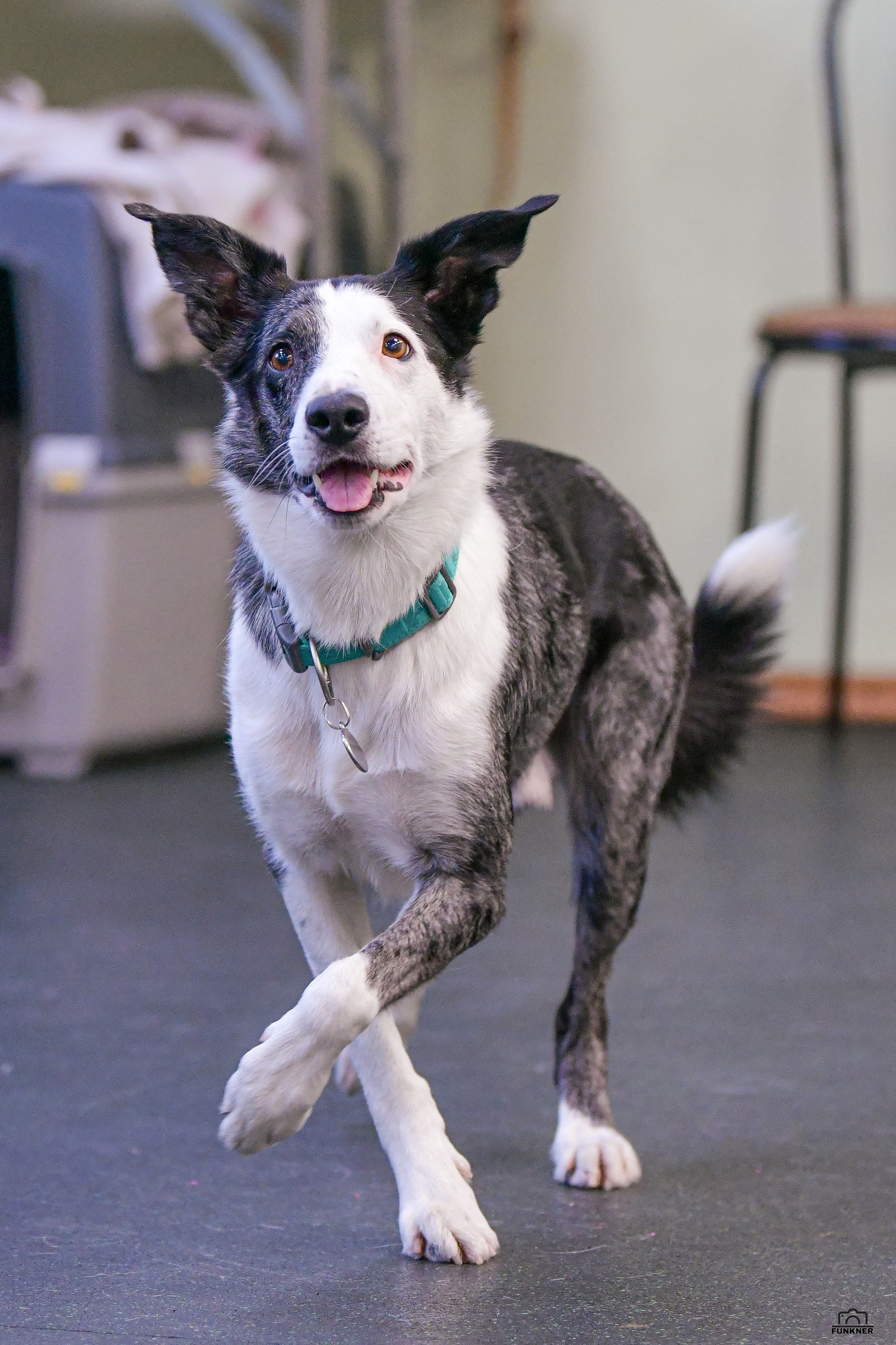 Кинологический клуб «Бодрый хвост». Свой взгляд через объектив