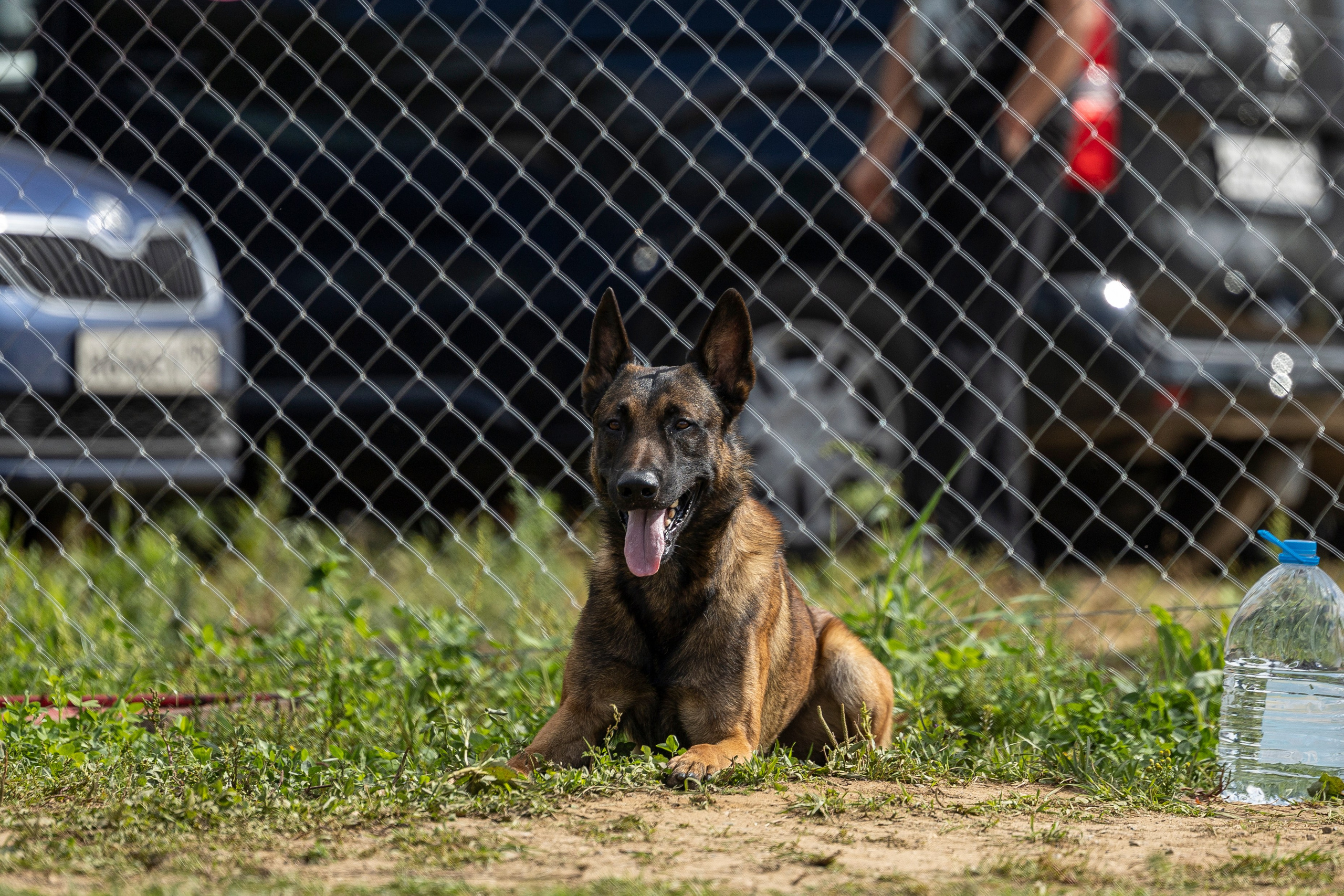 Соревнования по Мондьорингу г. Вологда 10-11.08.2024. Фотограф-анималист Анна Маринич