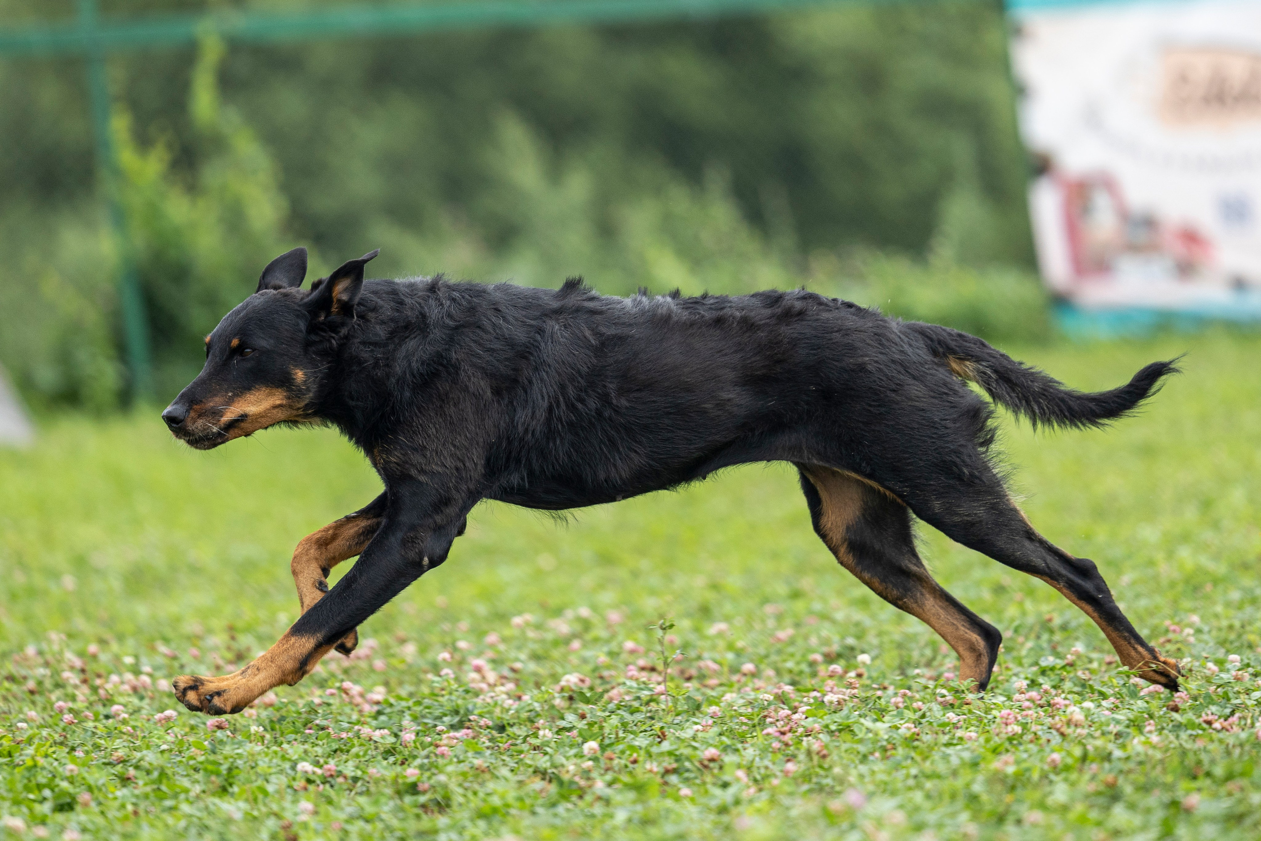 Соревнования по Мондьорингу г. Вологда 10-11.08.2024. Фотограф-анималист Анна Маринич
