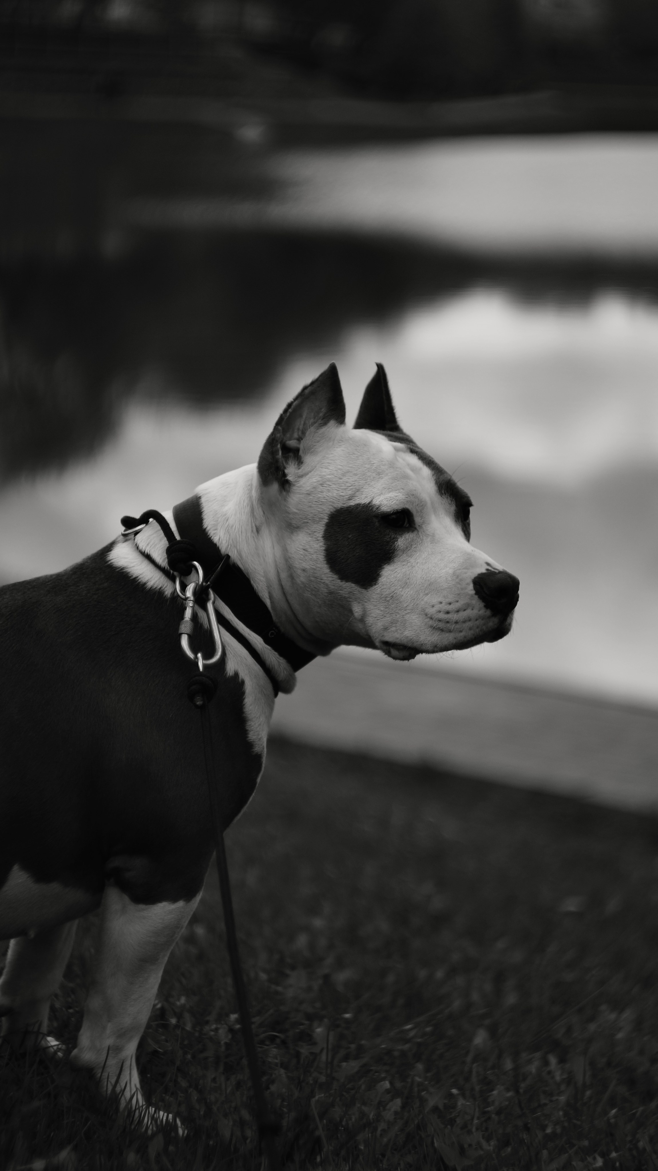 Луна. Профессиональный фотограф