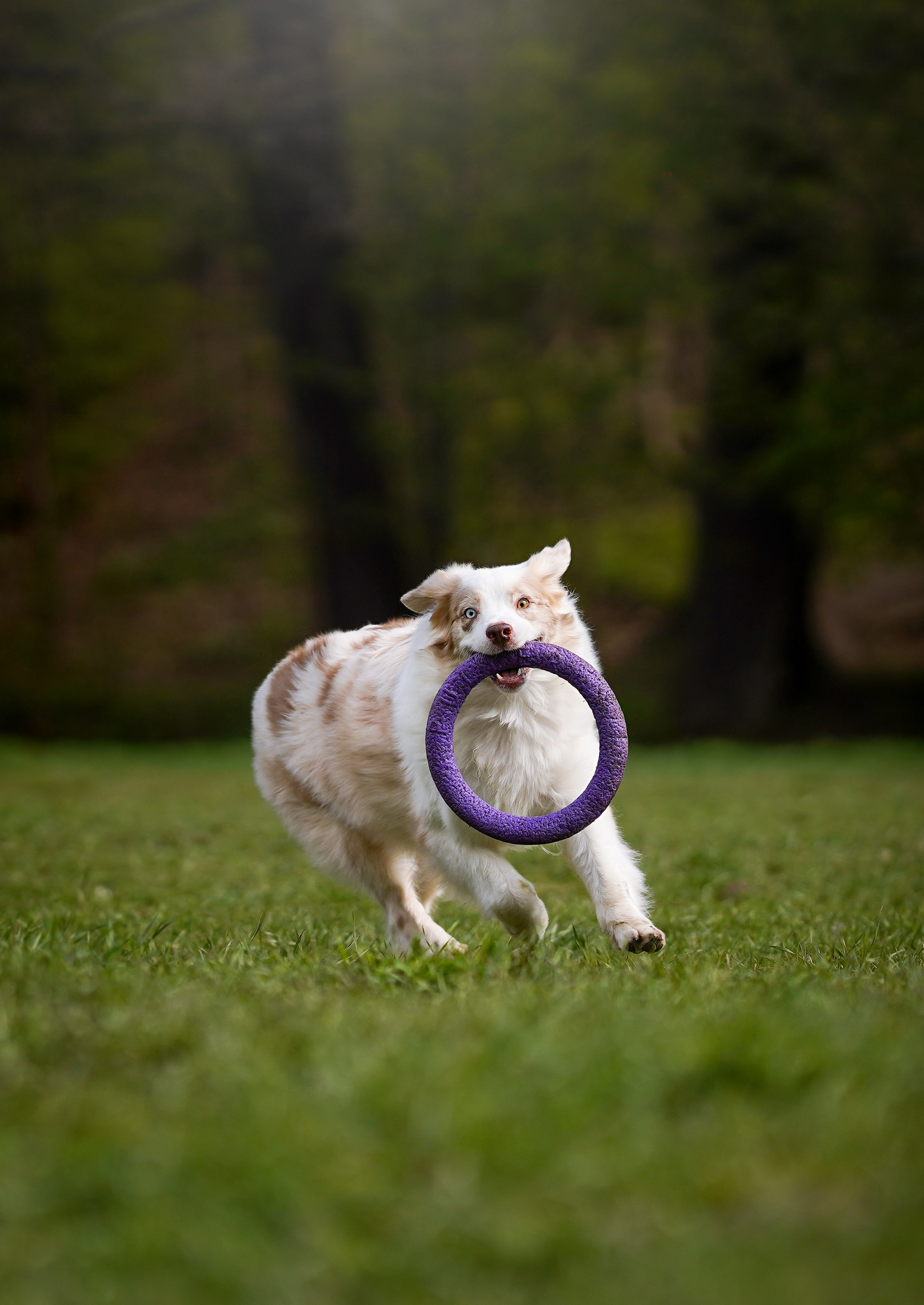 Рокки и Гермиона. Фотограф-анималист в Санкт-Петербурге Яна Мартынова