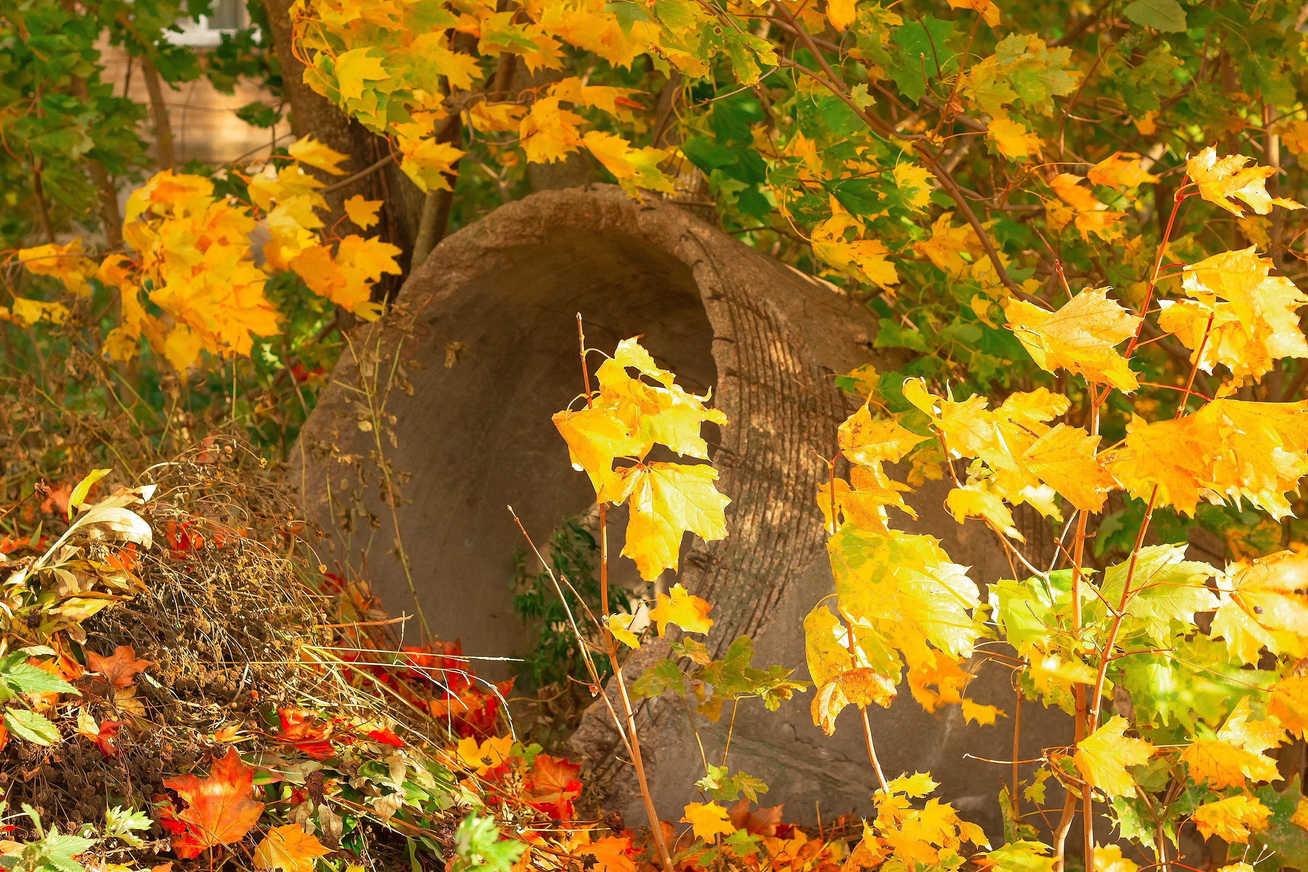 Свет и Цвет. Аmat Victoria Сuram