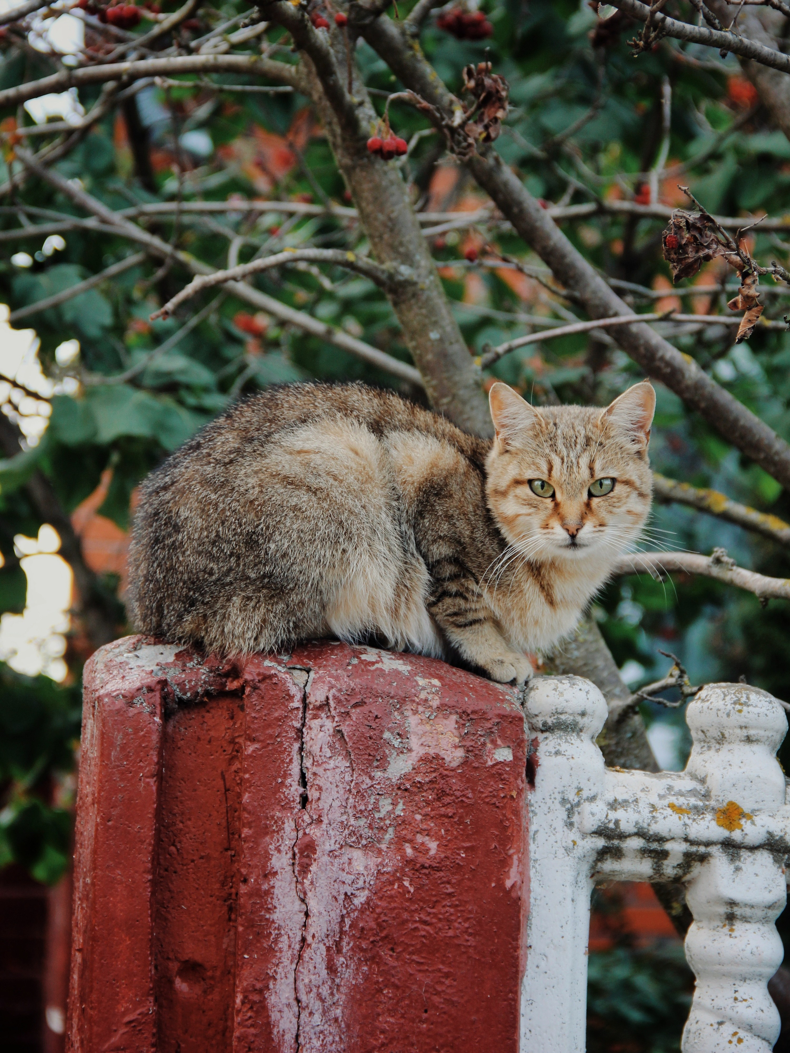 Уличные модели. С любовью, фотохудожник