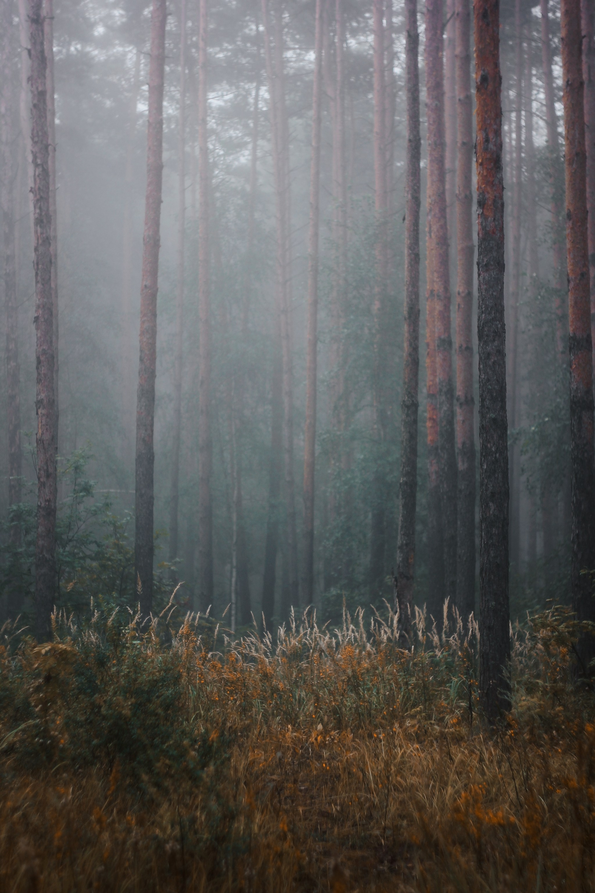 Меланхолия августа. С любовью, фотохудожник