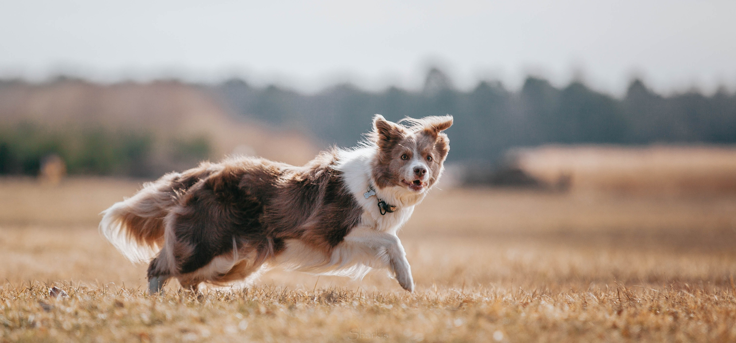 Бордюха, Лора, Берта, Мета. Главная