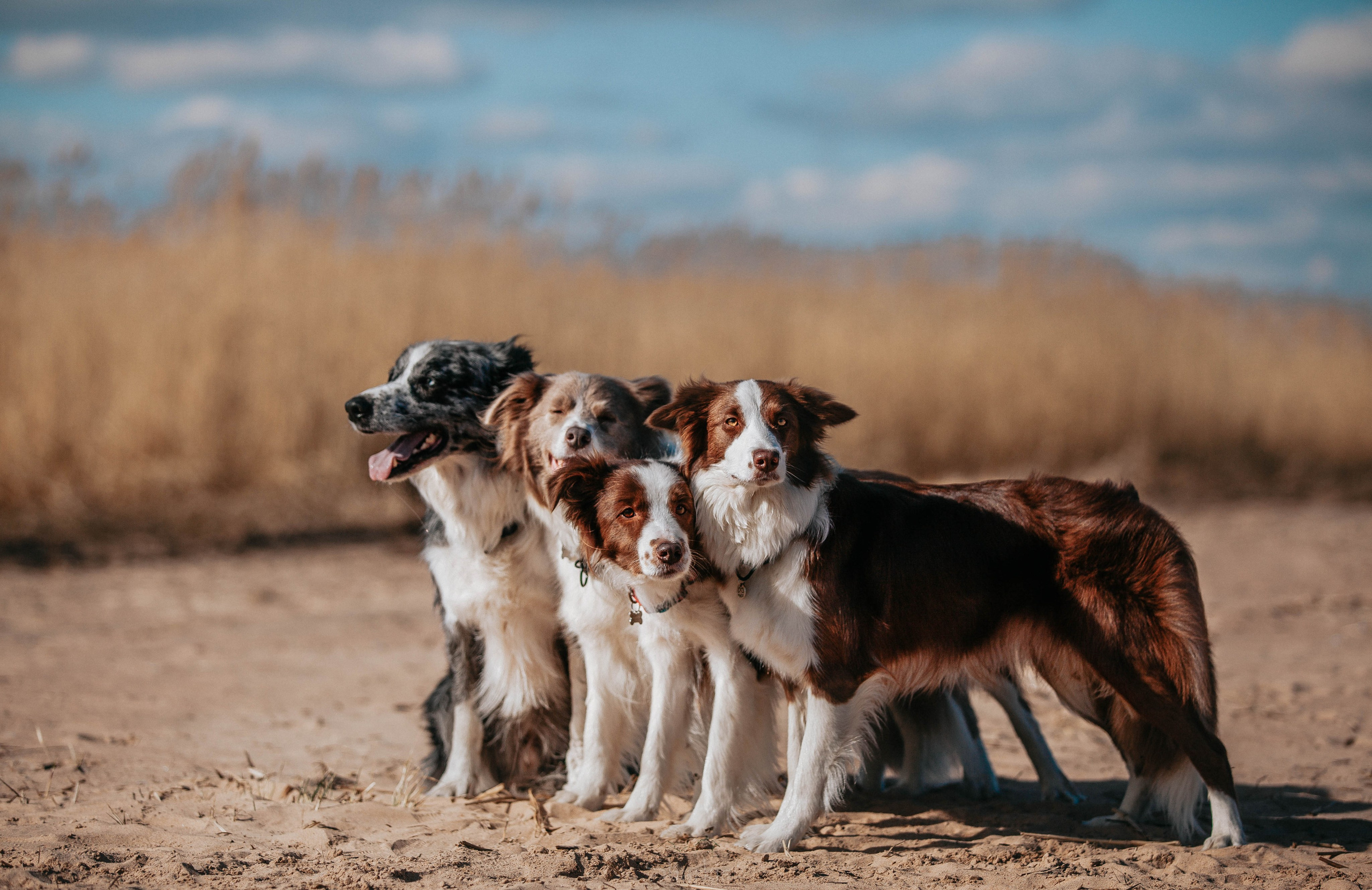 Бордюха, Лора, Берта, Мета. Главная