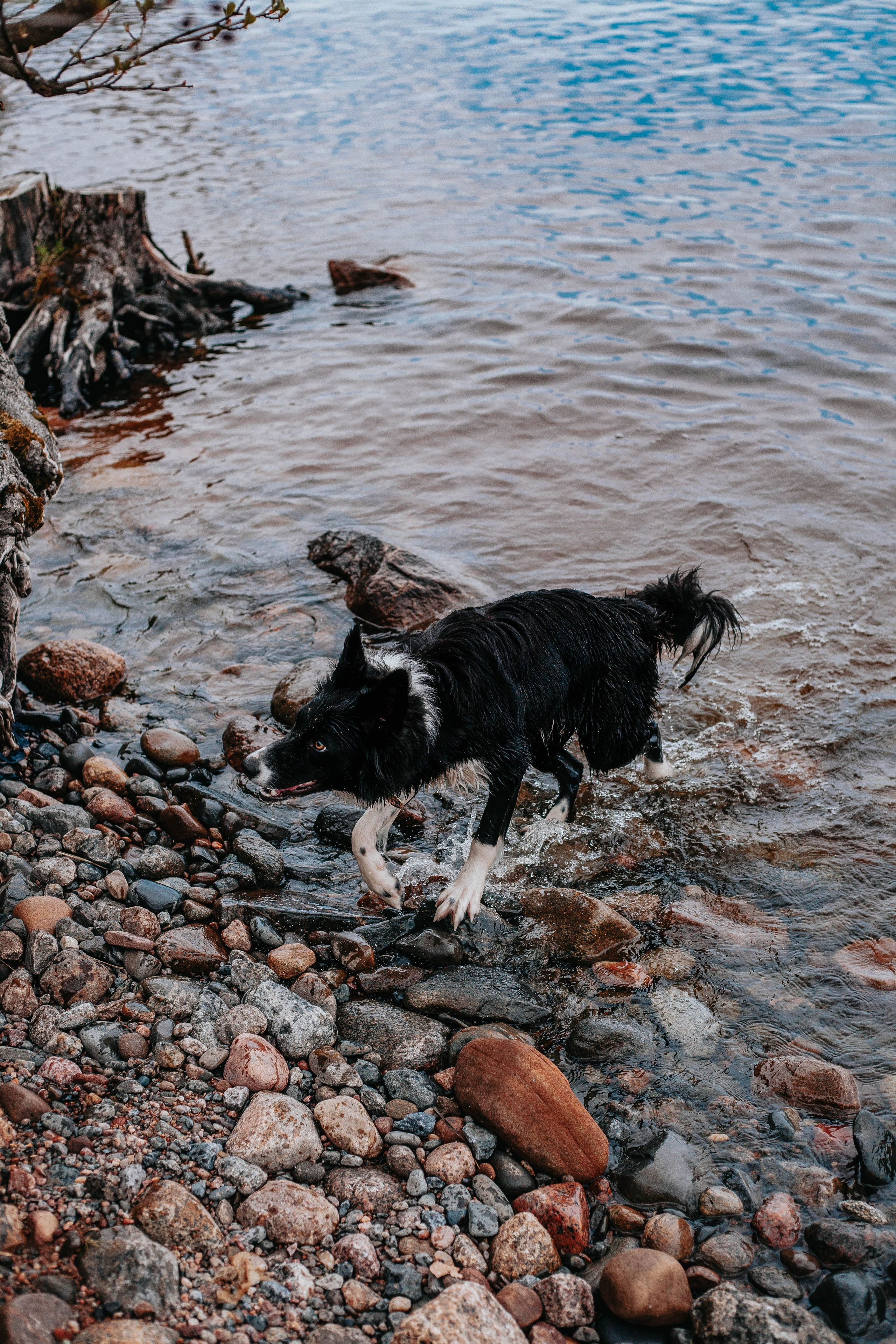 Кида и Сирша. Главная