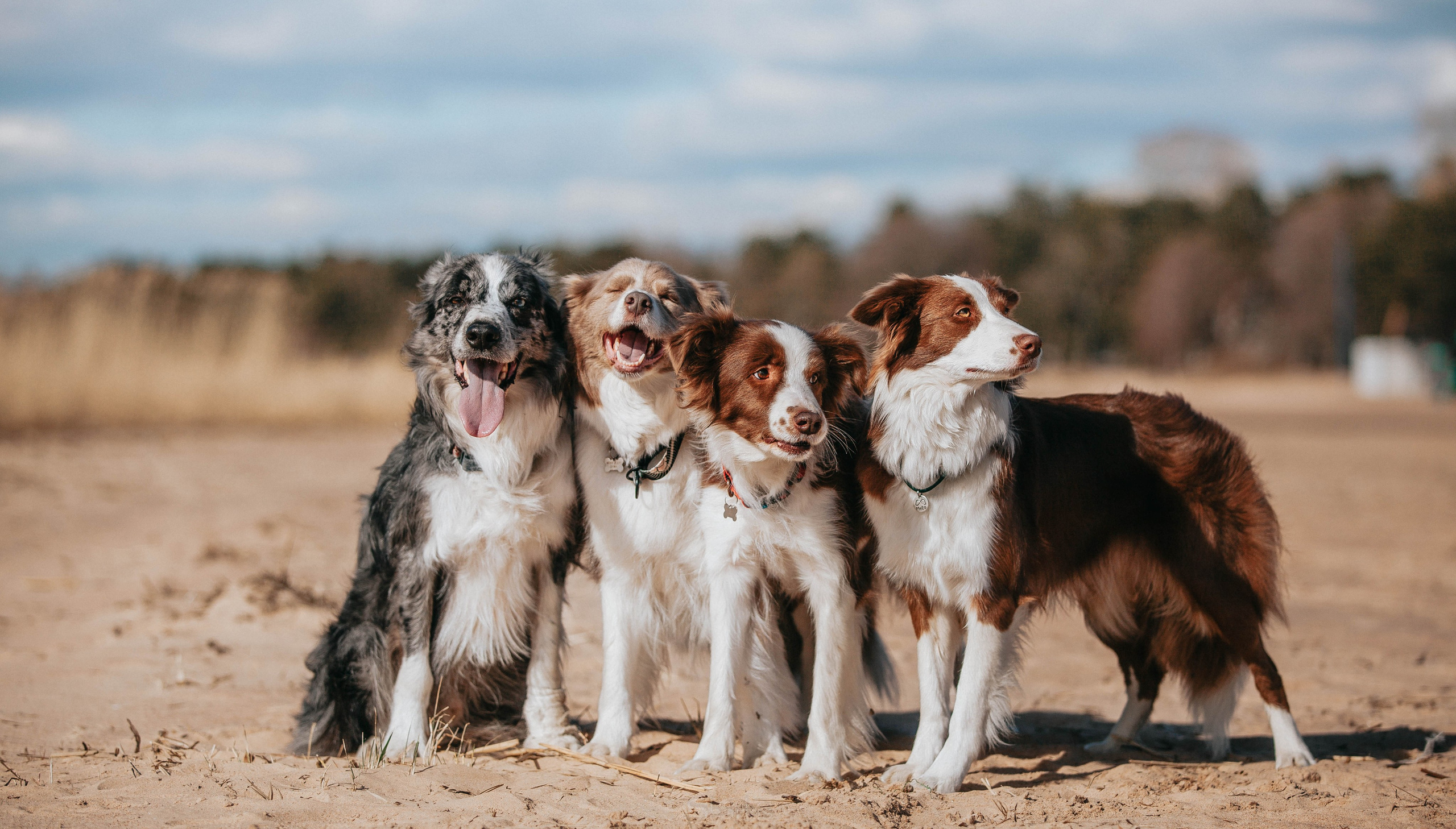 Бордюха, Лора, Берта, Мета. Главная