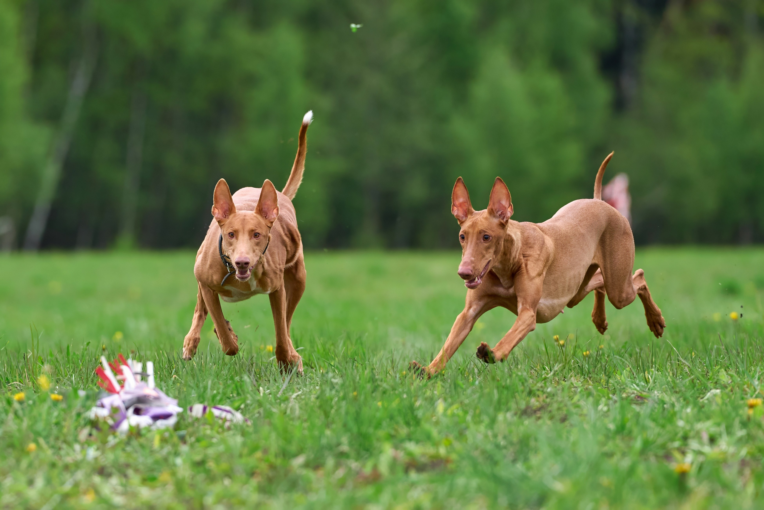 Тренировка по курсингу Донино. Фотограф-анималист Михаил Манухин