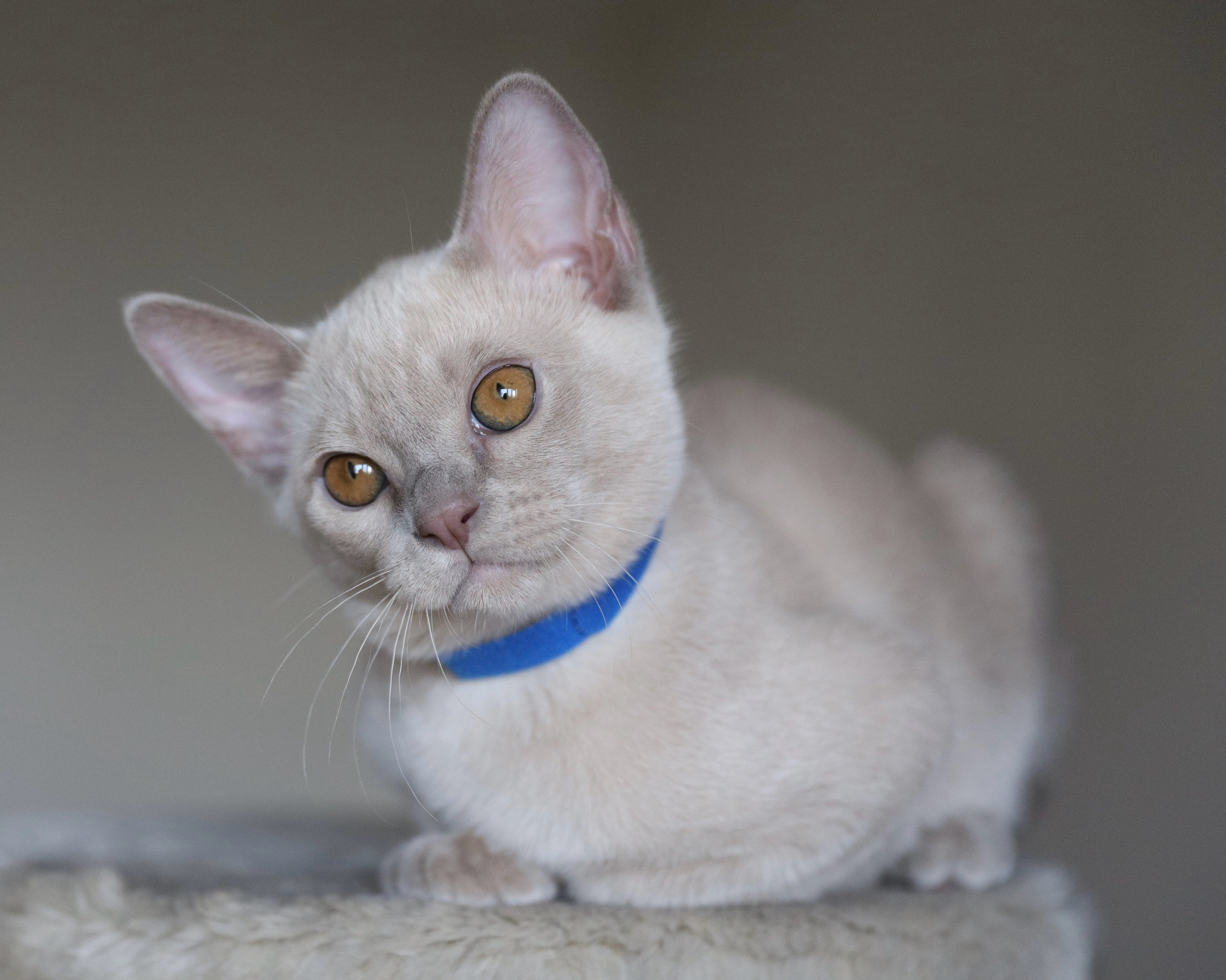 Christopher. Cattery “Bouncy Life”