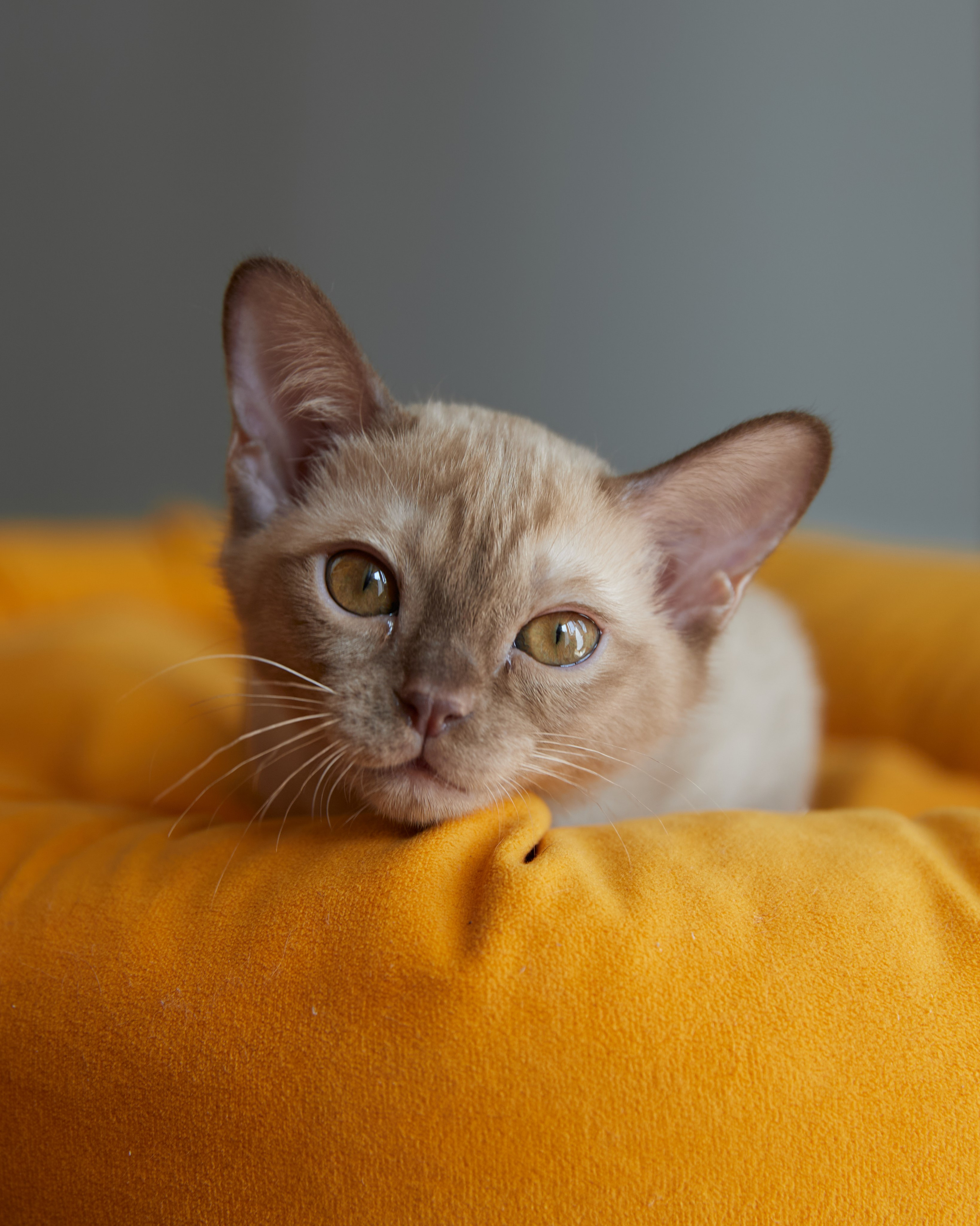 Afina (Магнитогорск). Питомник «Bouncy Life»