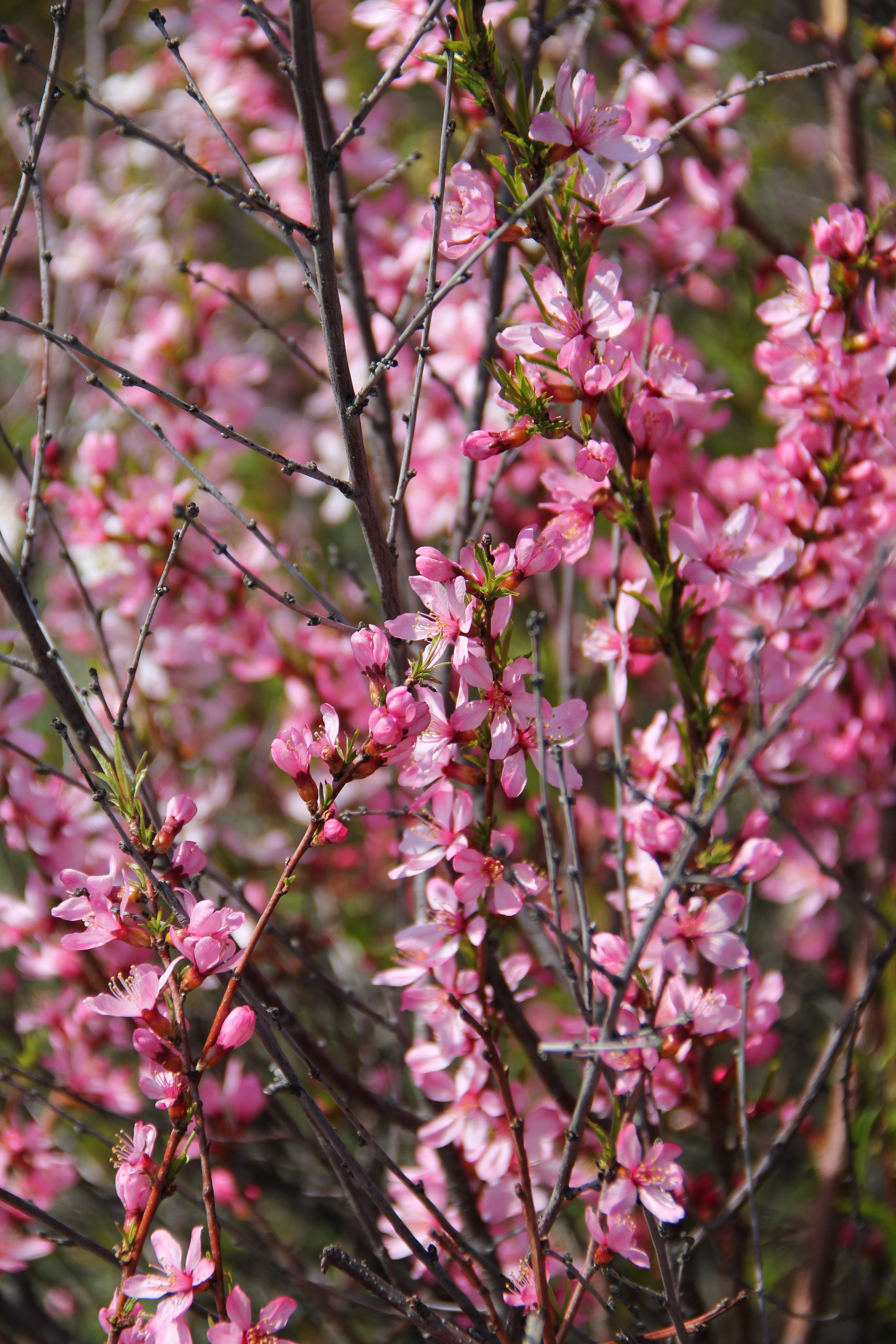 Весна. Ваш фотограф Северск | Томск