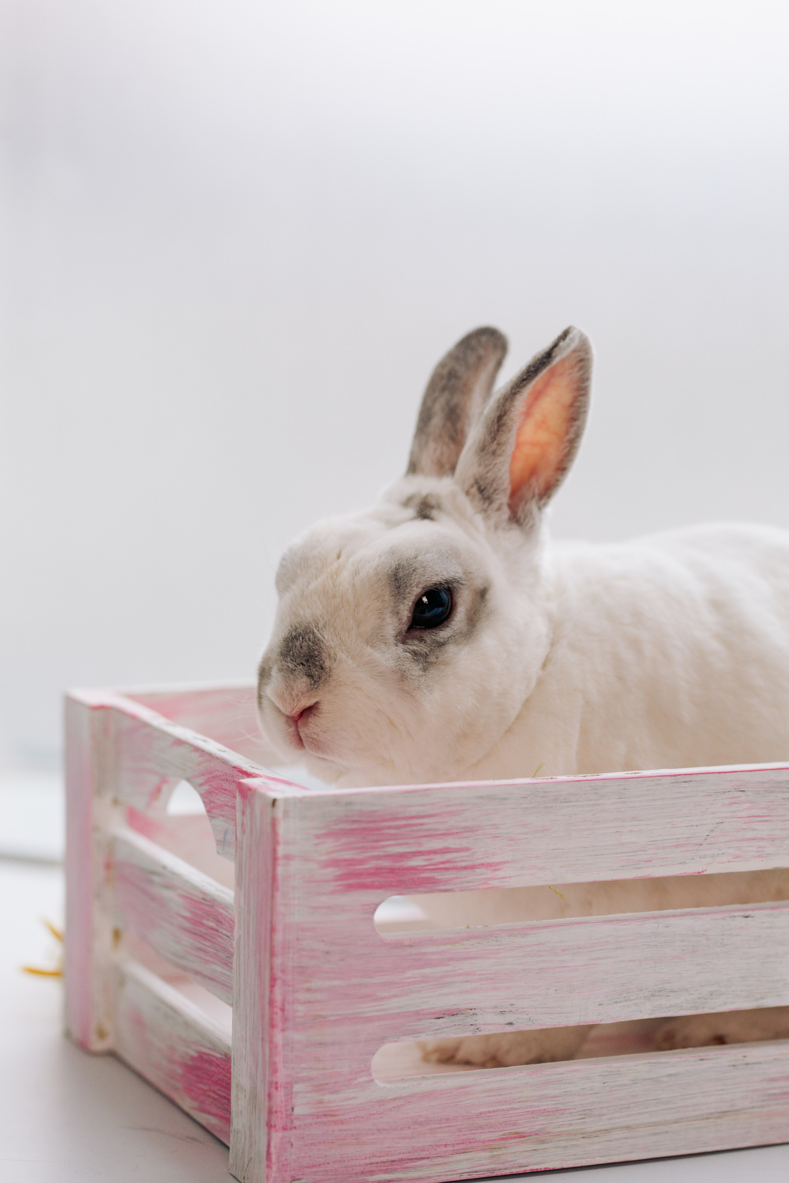 Пасхальный фотодень. Фотограф Анастасия Залевская
