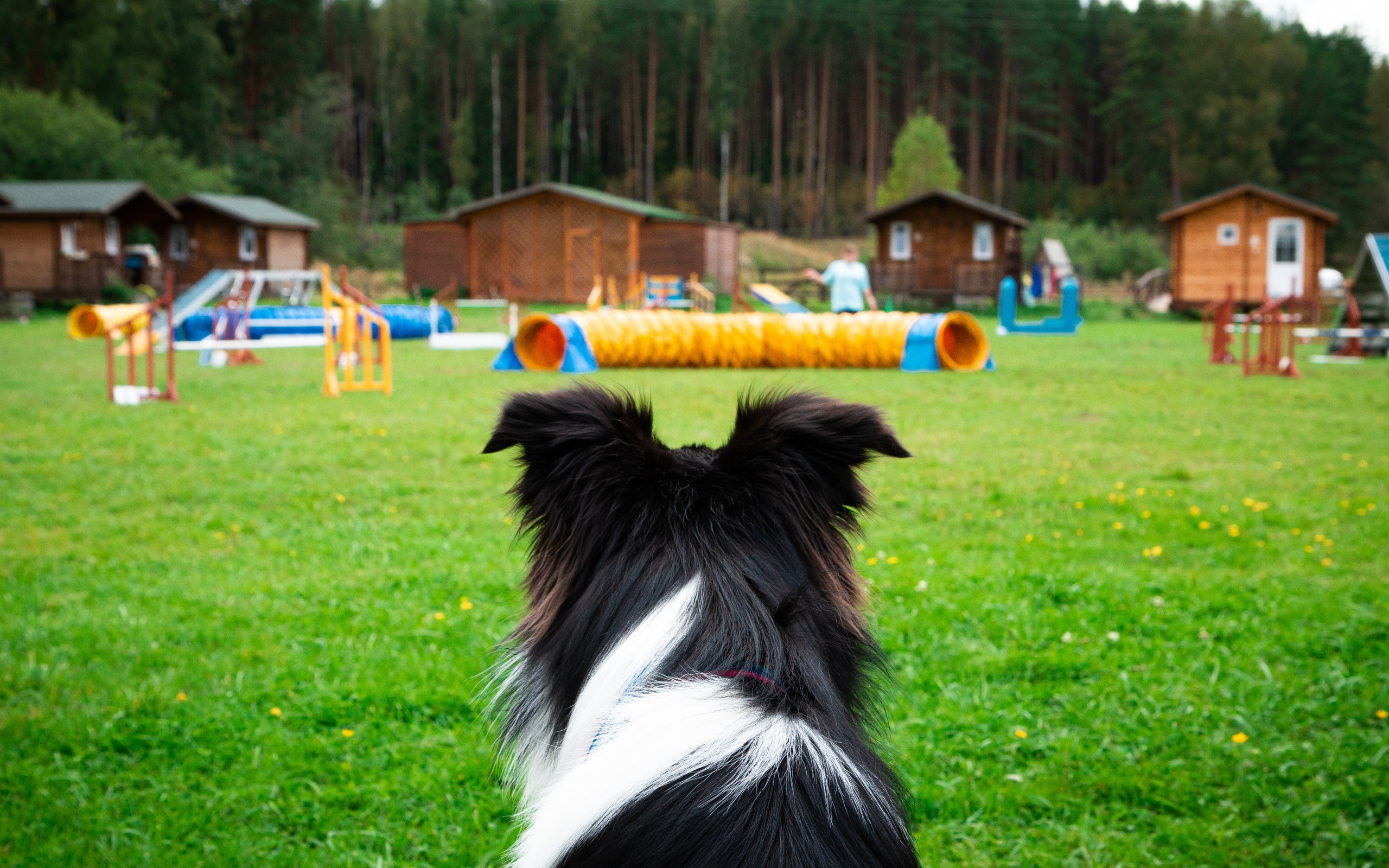 Фотосъёмка животных. Предметный и репортажный фотограф Алексей Кротов