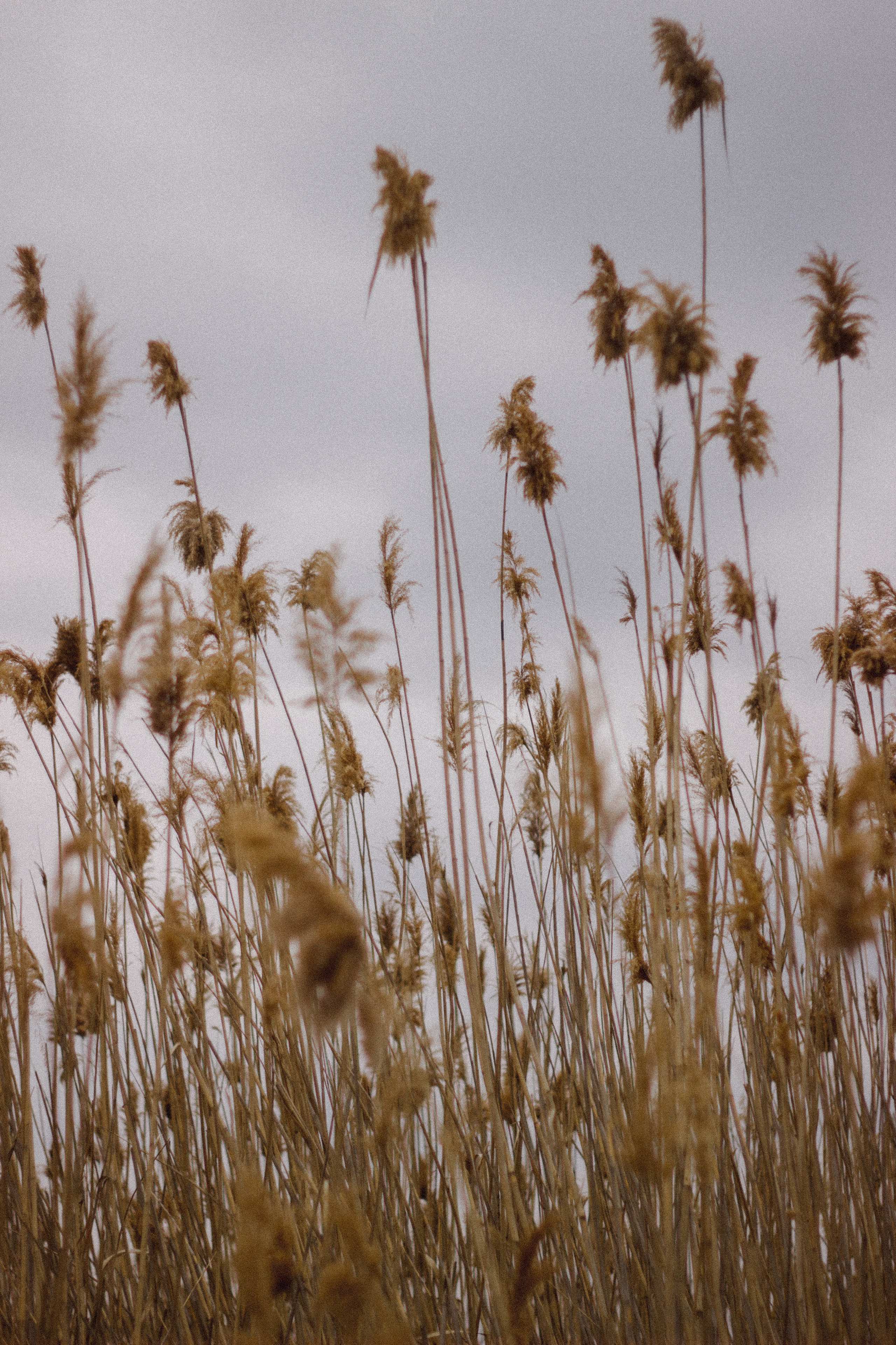 Руфина + Тимур. Свадебный и индивидуальный фотограф в Волгограде Епихина Надежда