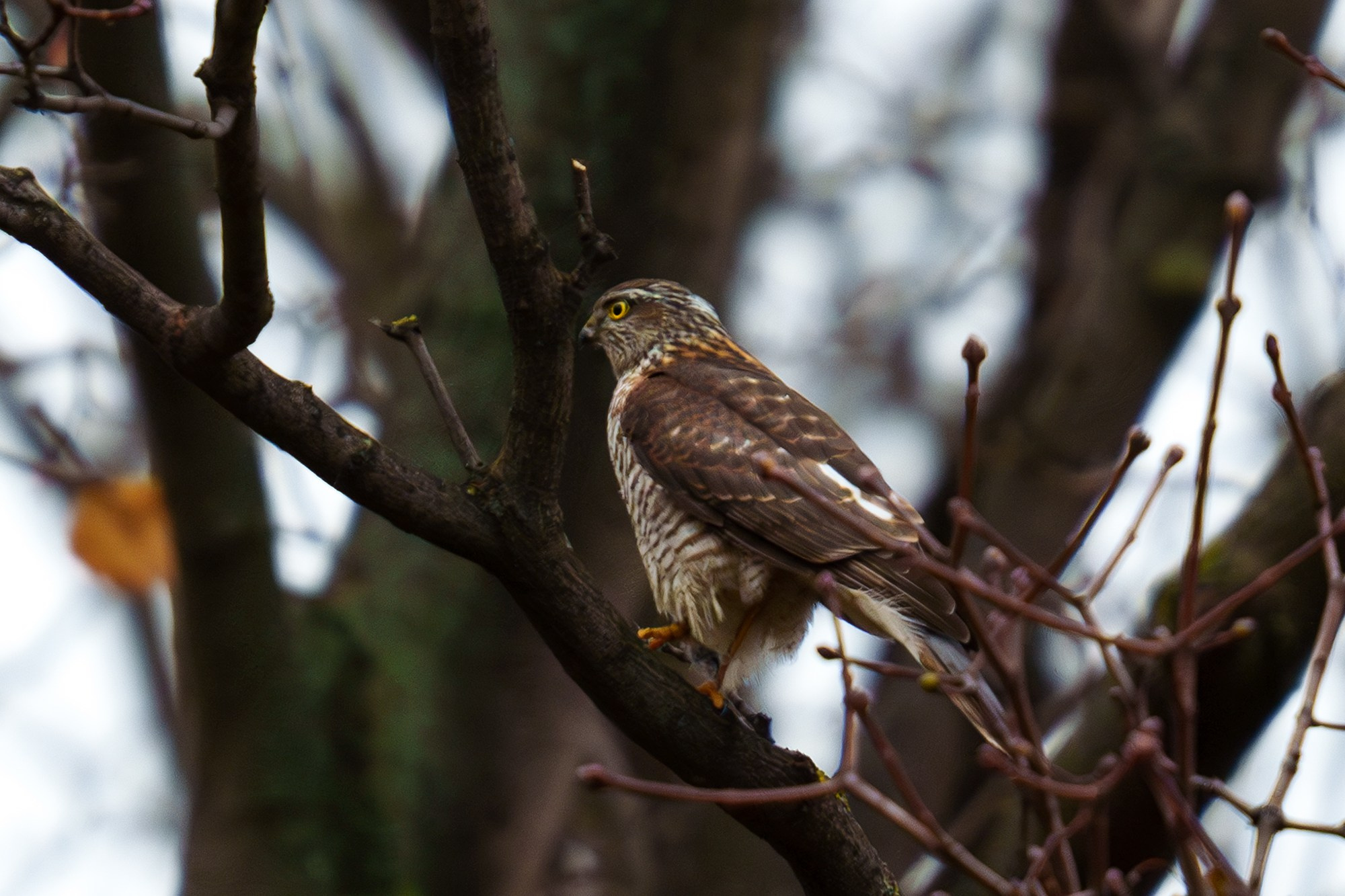 Удивительные мир птиц. Вокруг нас столько прекрасного — присмотритесь!. Ваш личный фотограф Марина Волкова