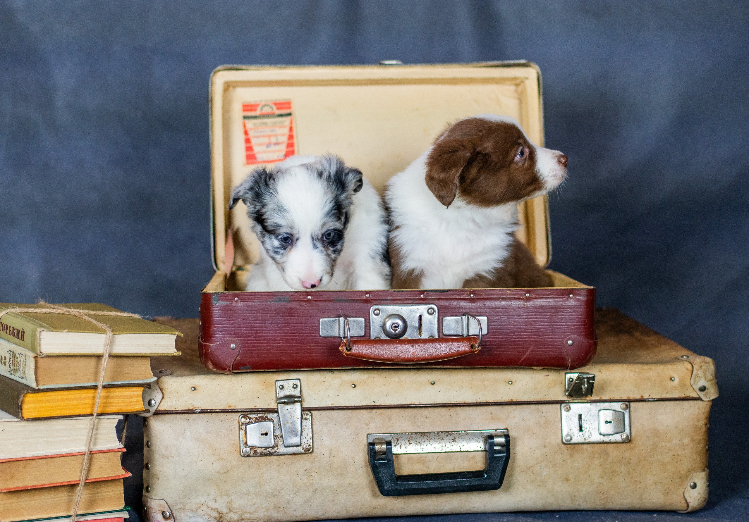 Фритсвит. Семейный фотограф Ефремова Виктория