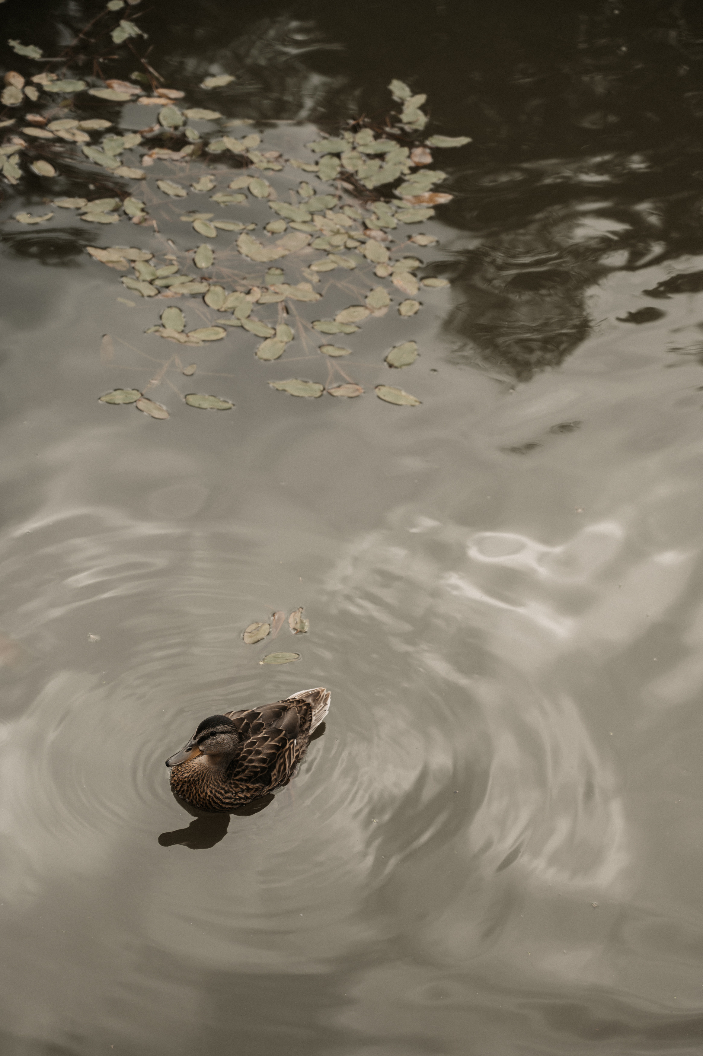 Счастье у озера. Свадебный фотограф Александр Давыдов