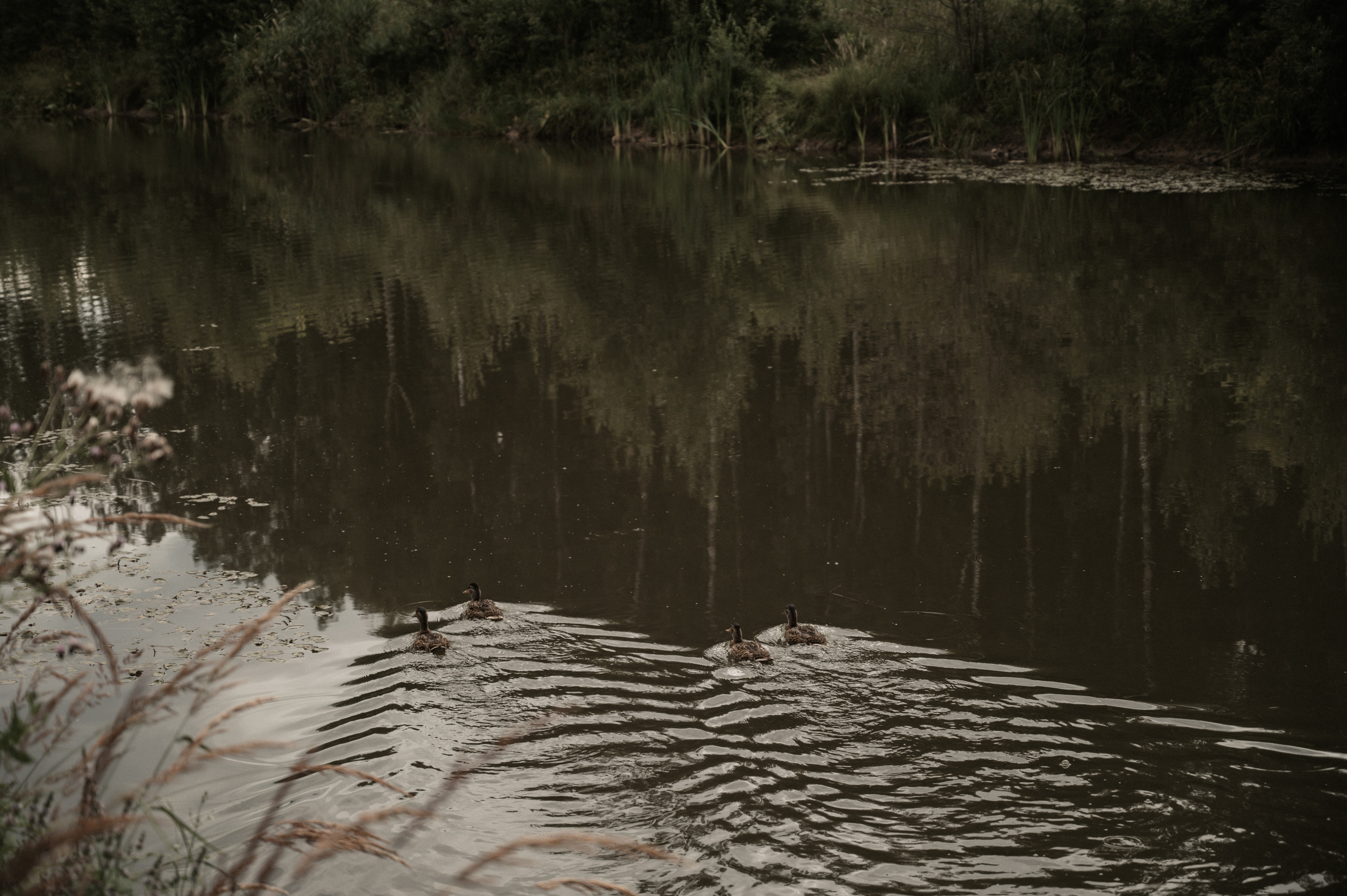 Счастье у озера. Свадебный фотограф Александр Давыдов