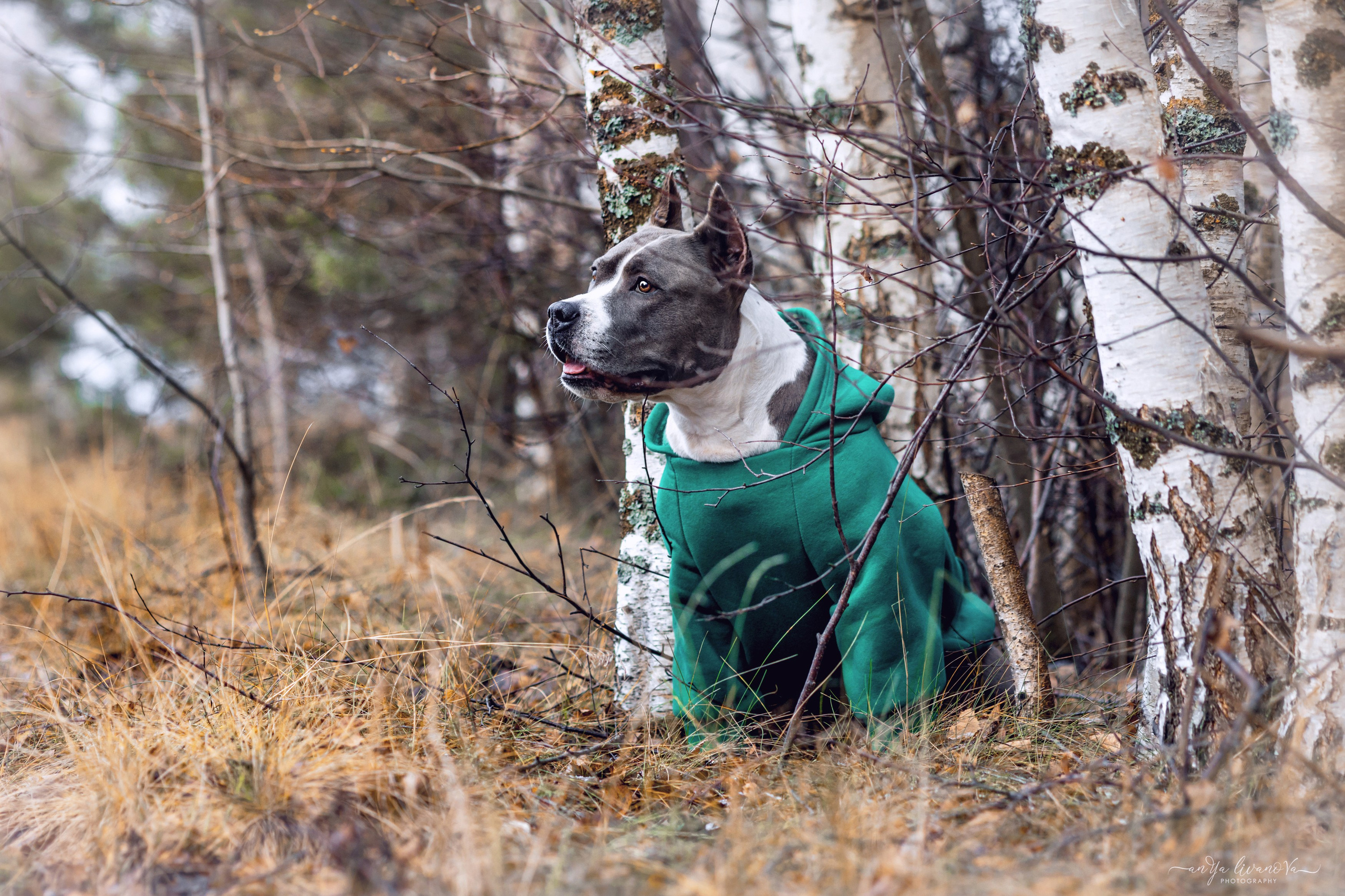 Деля. Фотограф анималист Аня Ливанова | Рыбинск