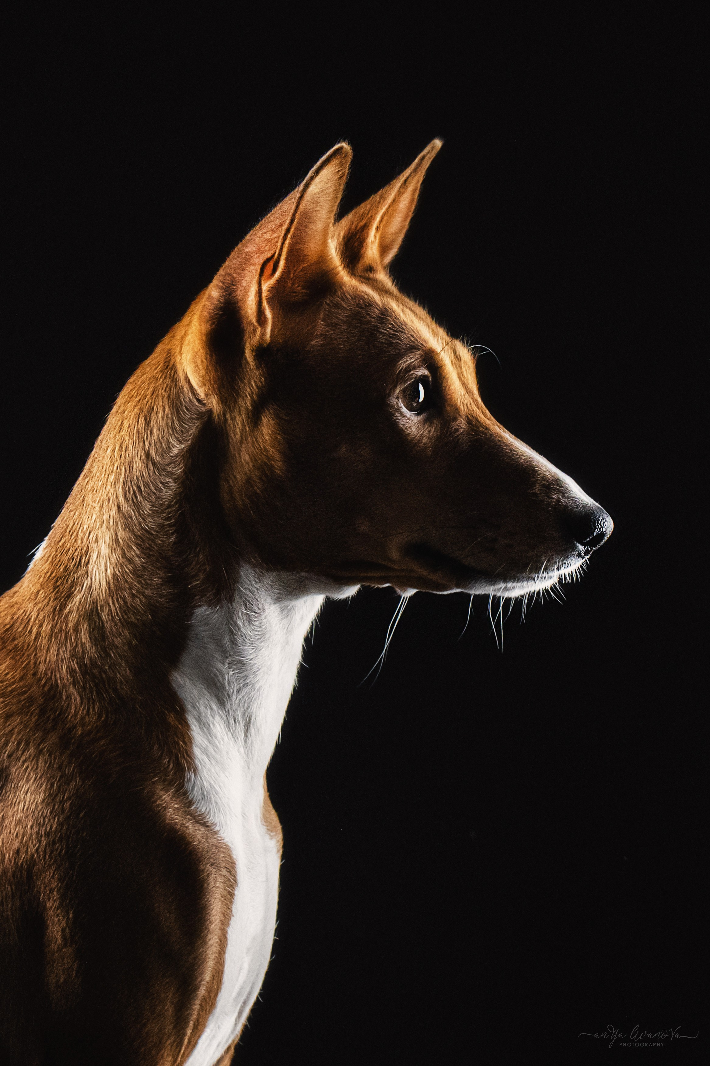 Басенджи. Фотограф анималист Аня Ливанова | Рыбинск