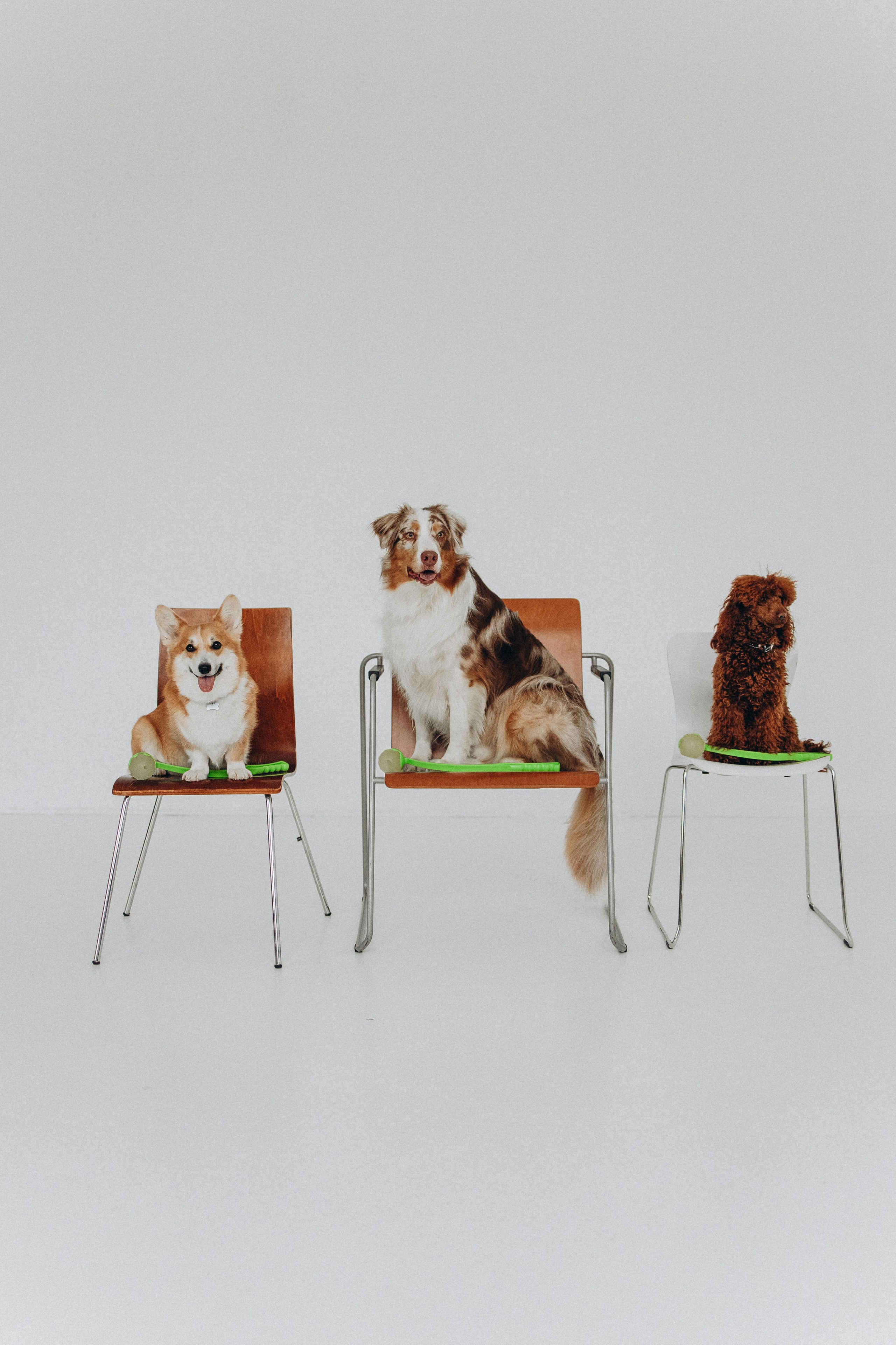 Катапульты. Фотораф — анималист Мария Шистка