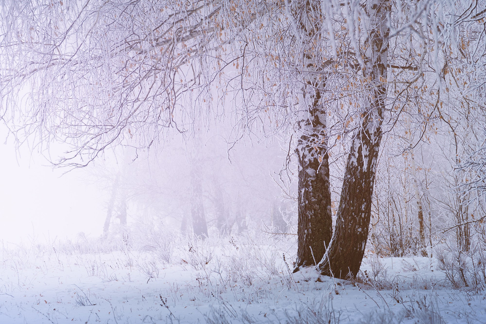 Зимний лес. Пейзажный фотограф Руслан Лукманов