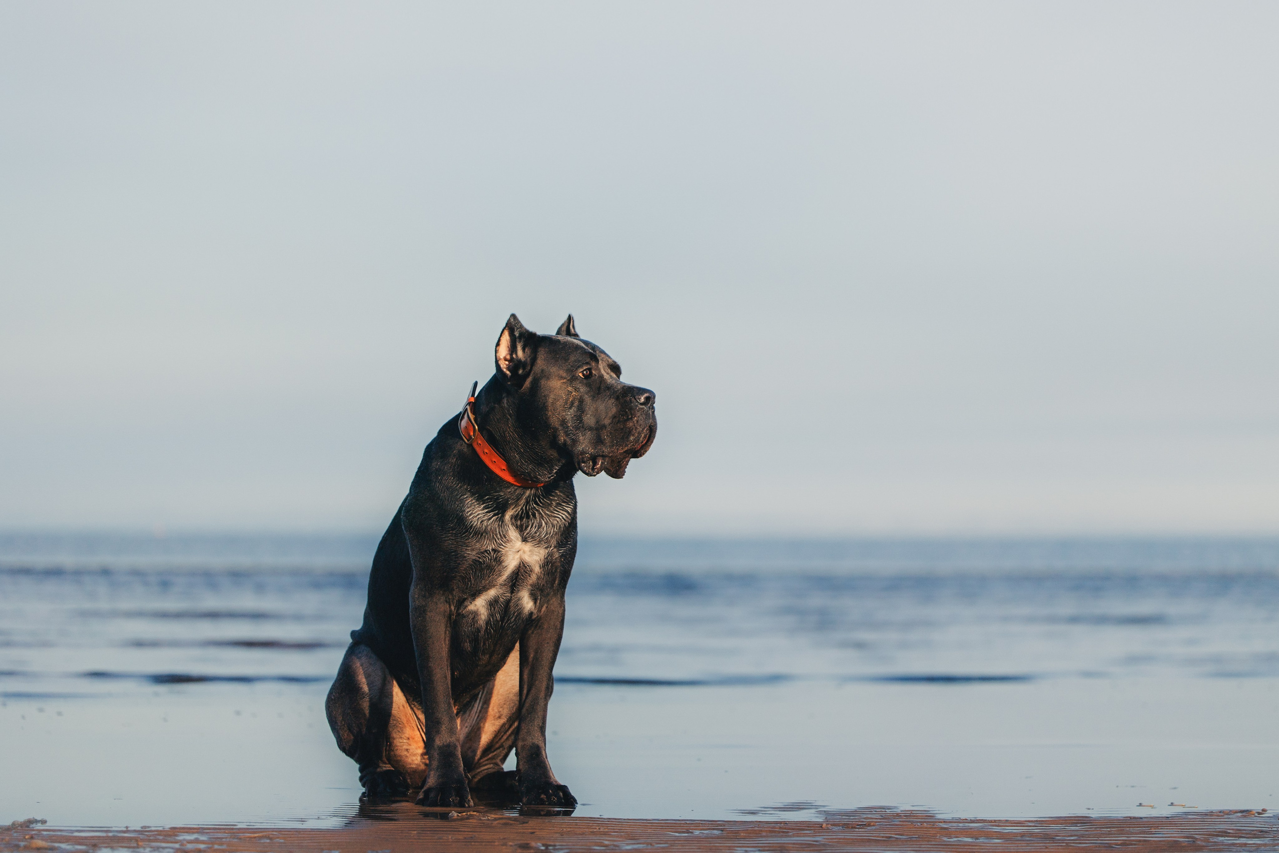 Фотопрогулки. Фотограф для людей и их питомцев Вика Шальнева