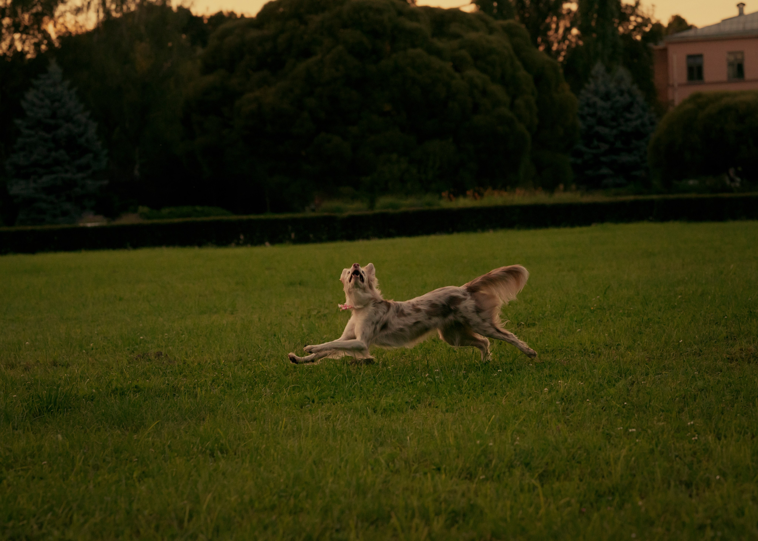 Вэй. Фотограф- анималист Александра Матвеева