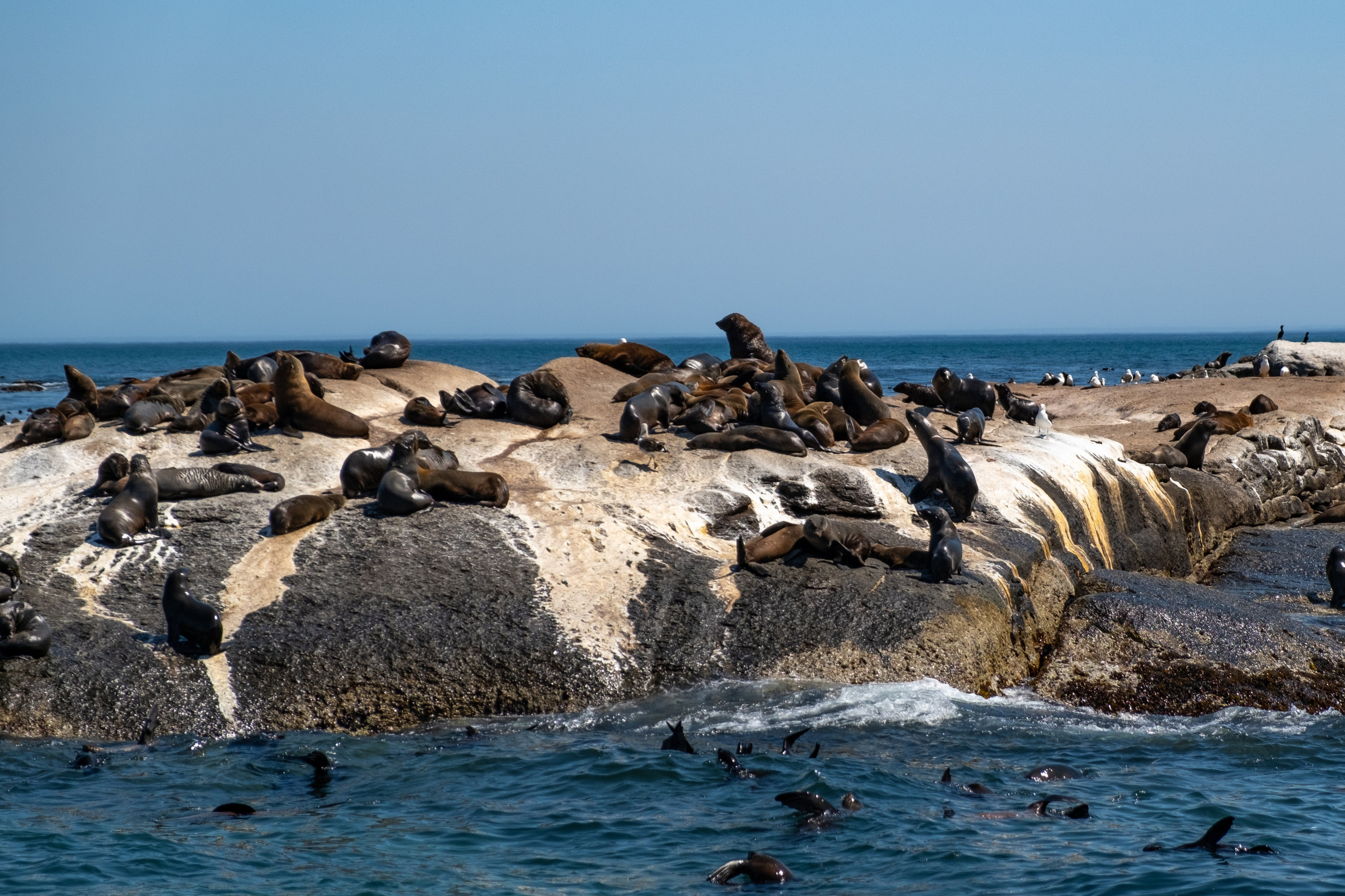 Морские котики и закат. Фотографии из путешествий
