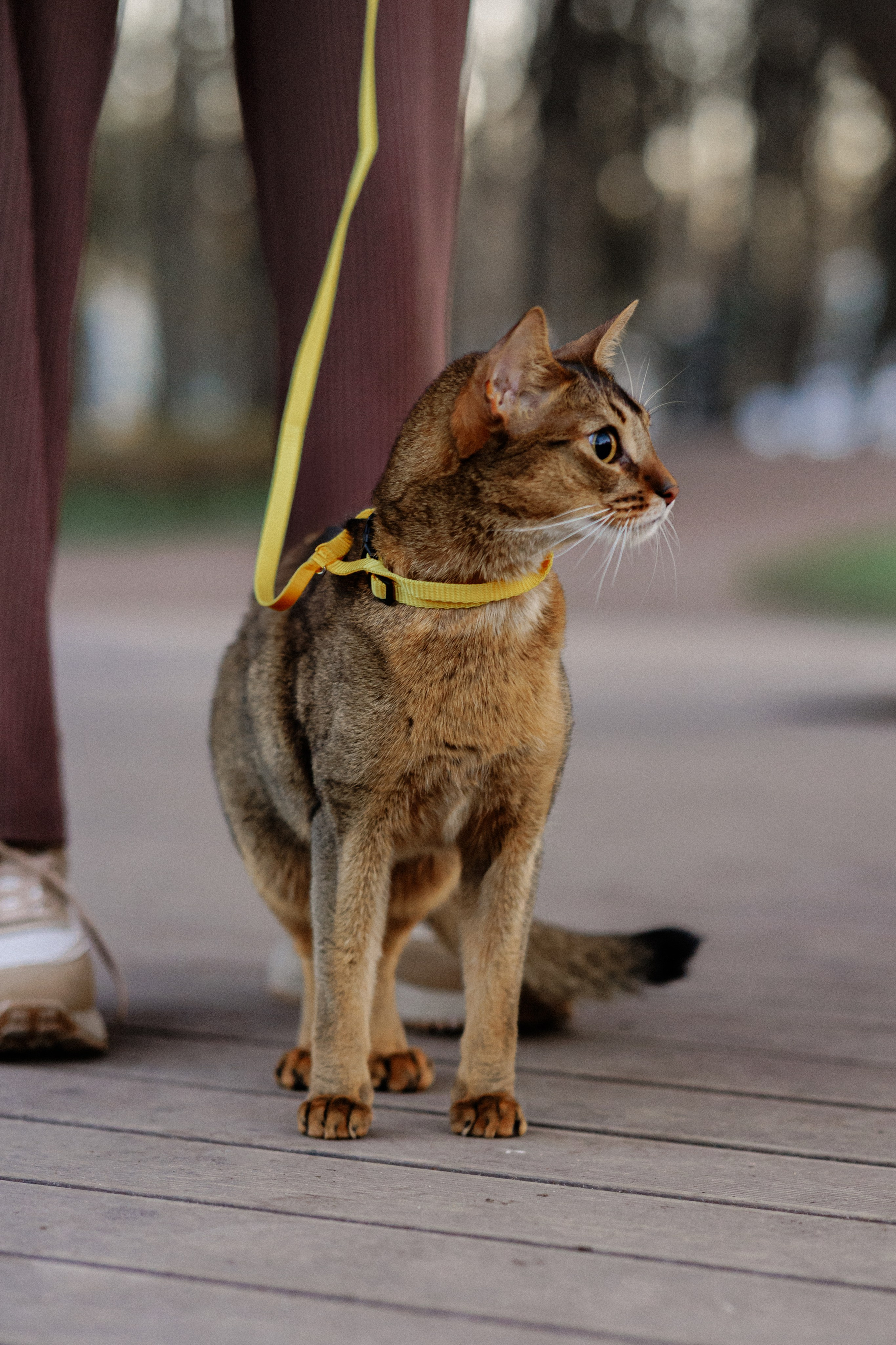 Екатерина и Персик. Фотограф в Санкт-Петербурге Алёна Губинская