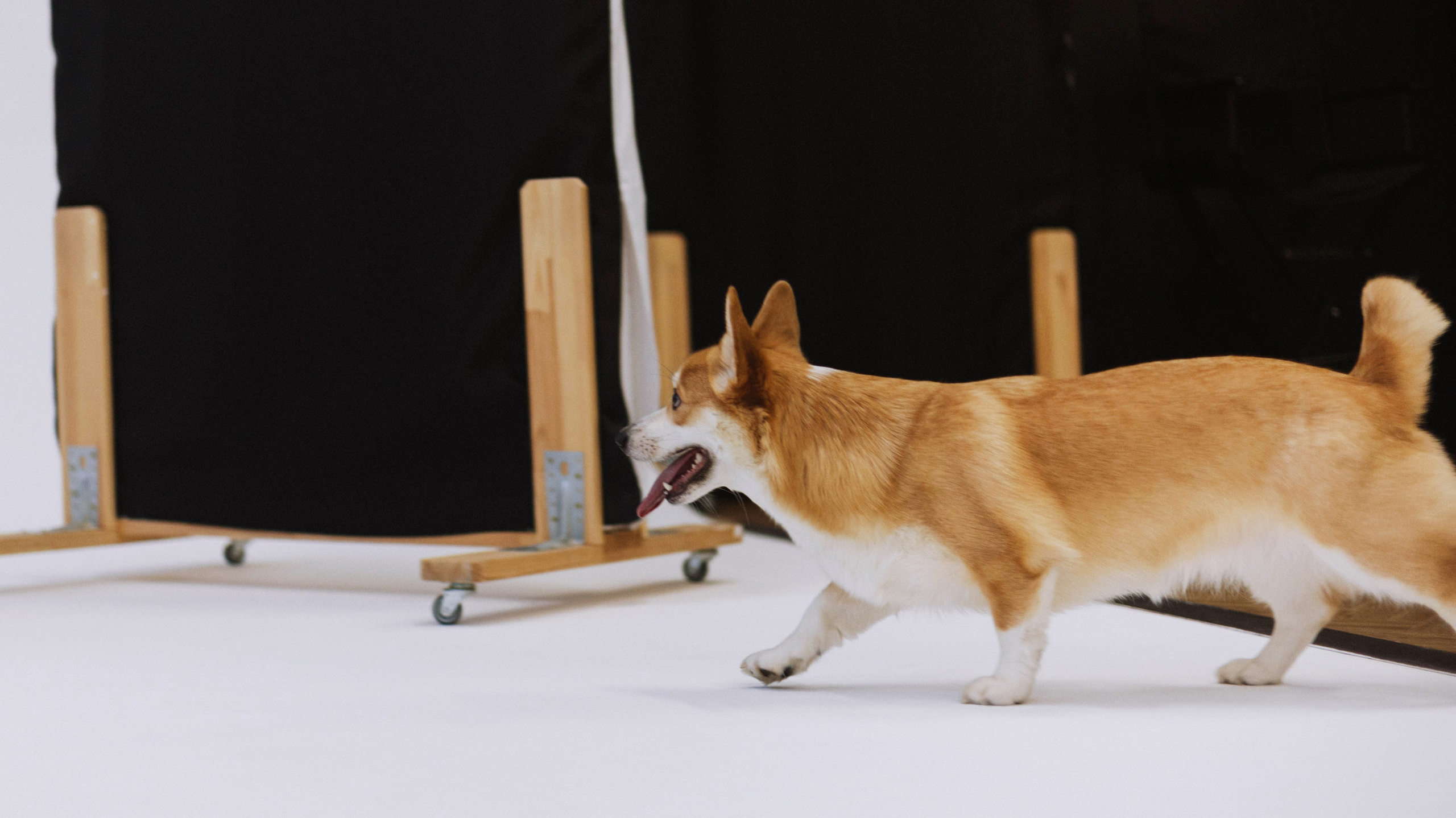 Настя и Мия. Фотограф-анималист Богданова Полина