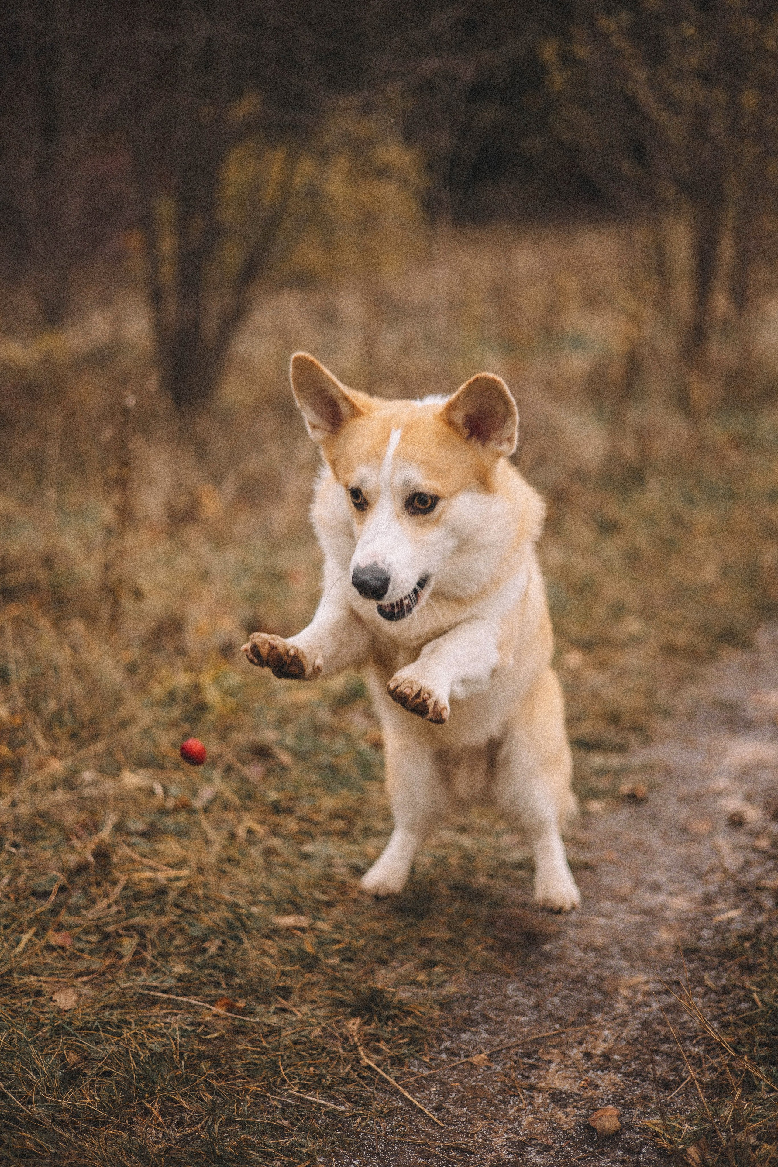 Юля и барри. Фотограф-анималист Богданова Полина