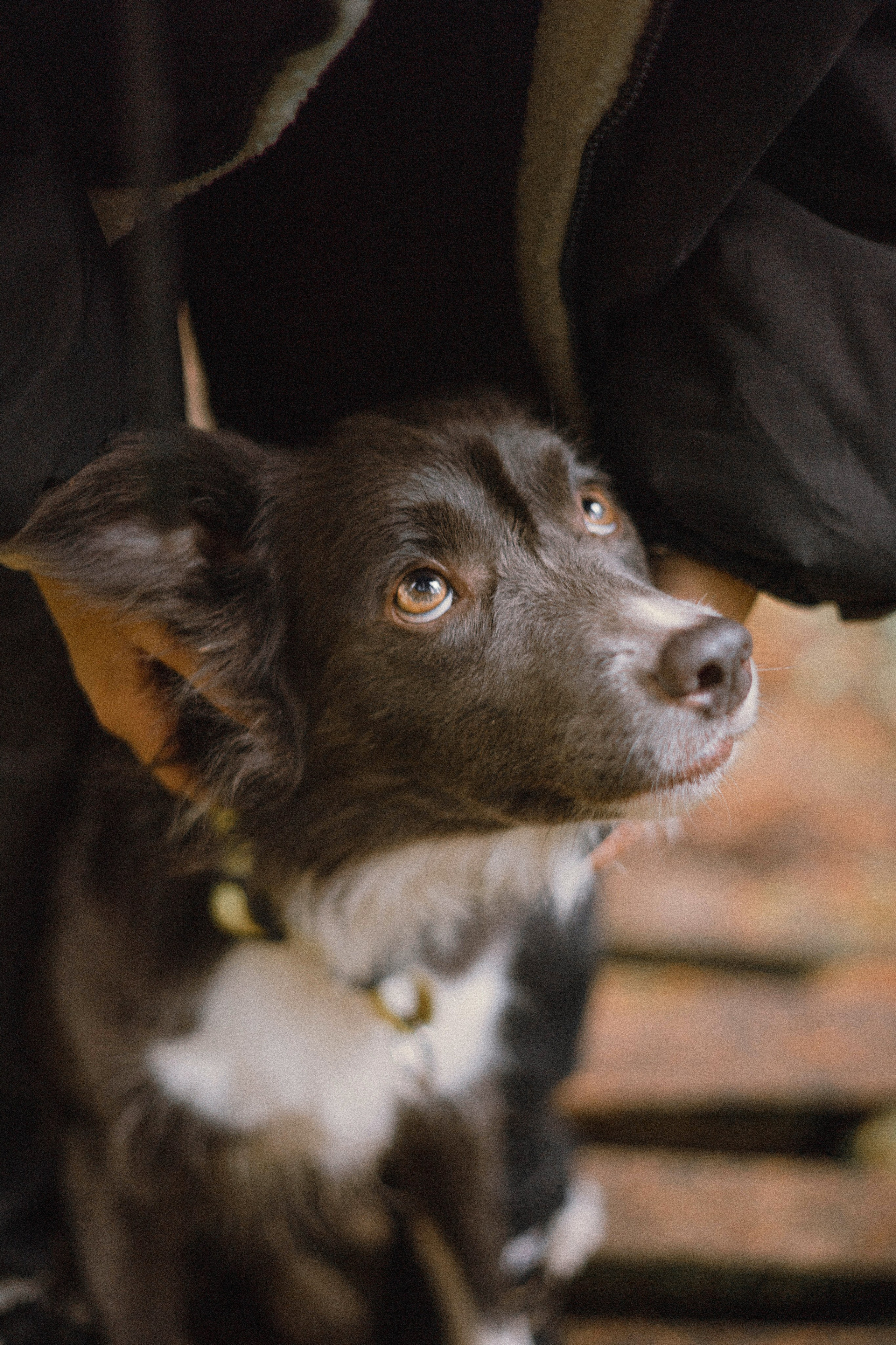 Даша и Дже. Фотограф-анималист Богданова Полина