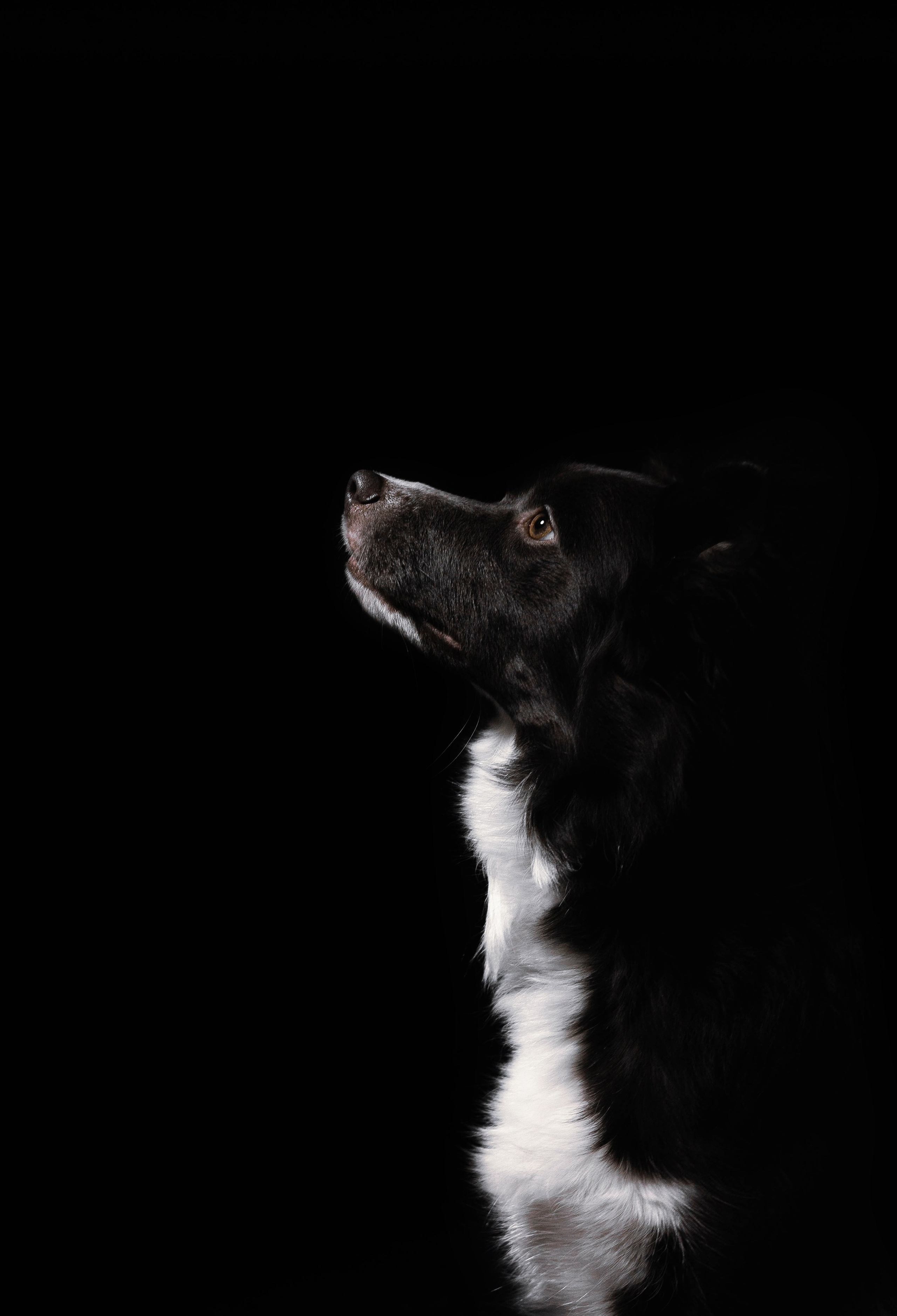 Даша, Дже и Рива. Фотограф-анималист Богданова Полина